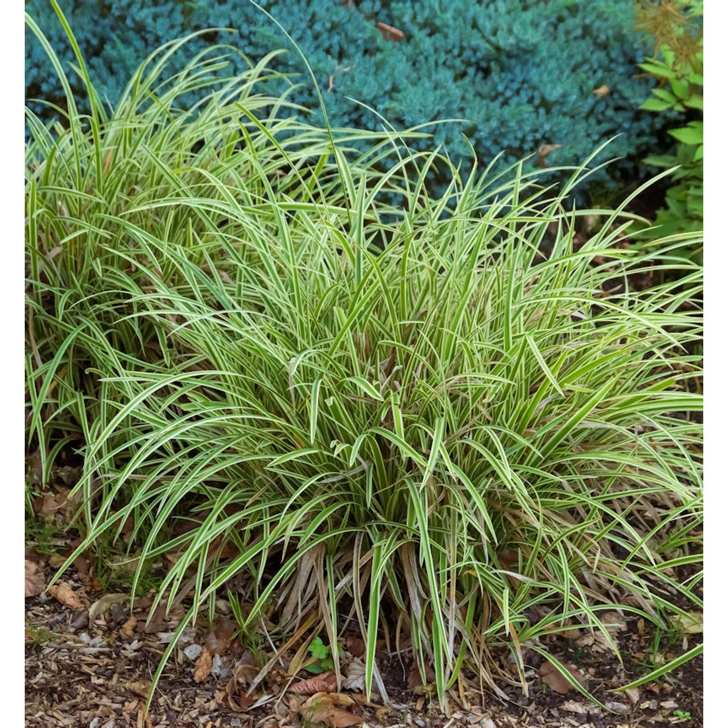 Oshima Segge Everillo - Carex oshimensis günstig online kaufen