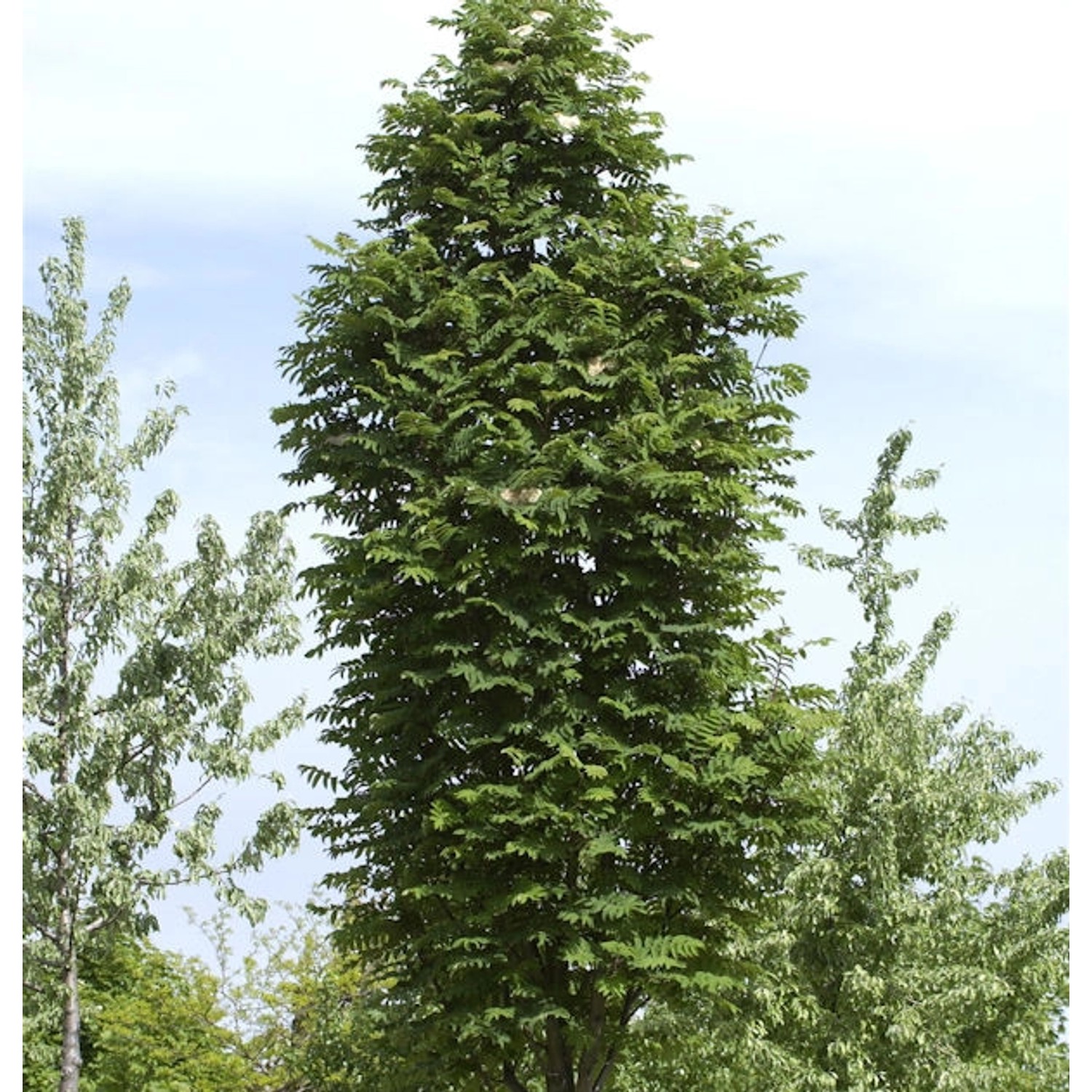 Pyramiden Eberesche 80-100cm - Sorbus aucuparia Fatigiata günstig online kaufen