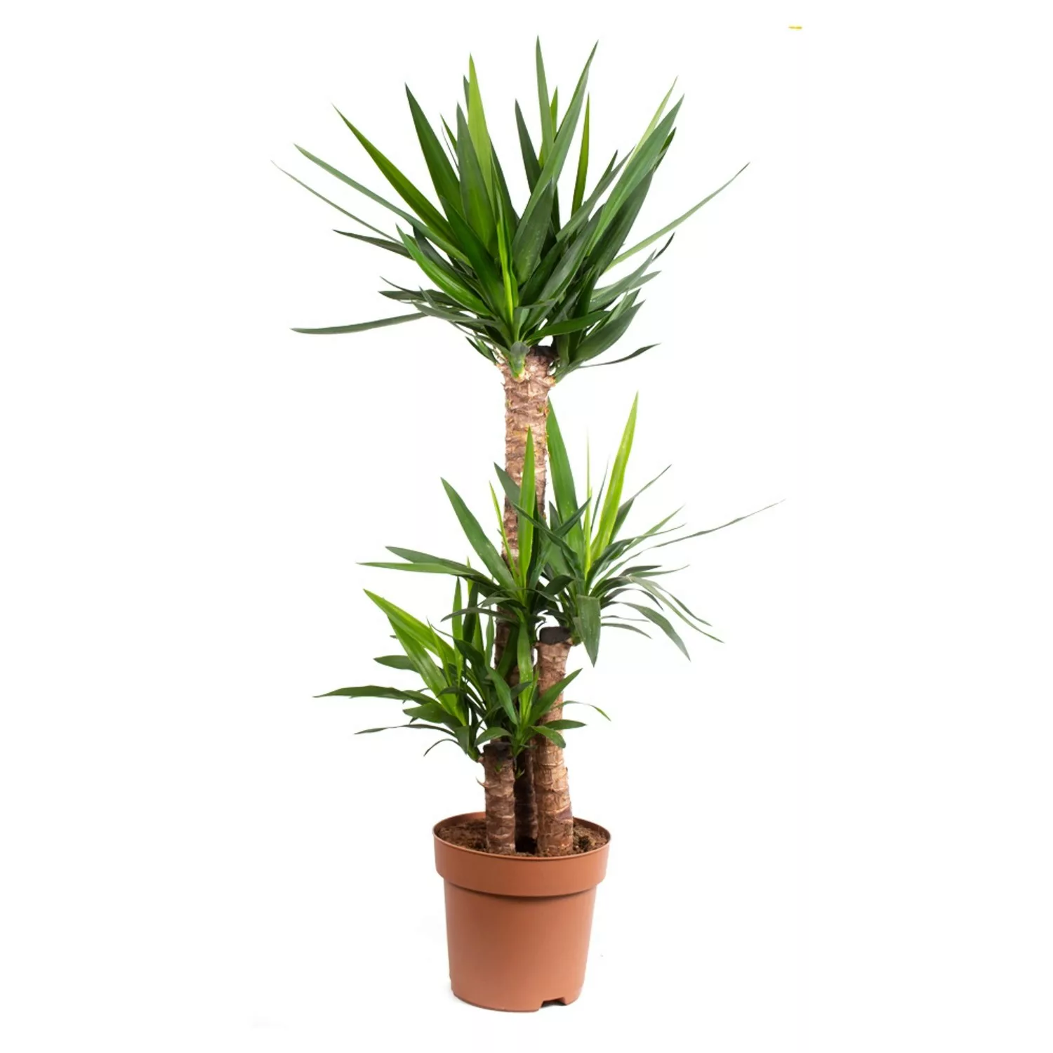 Yucca-Palme XL Zimmerpflanze 3-stämmig Höhe ca. 120 cm Topf-ø 21 cm Palmlil günstig online kaufen