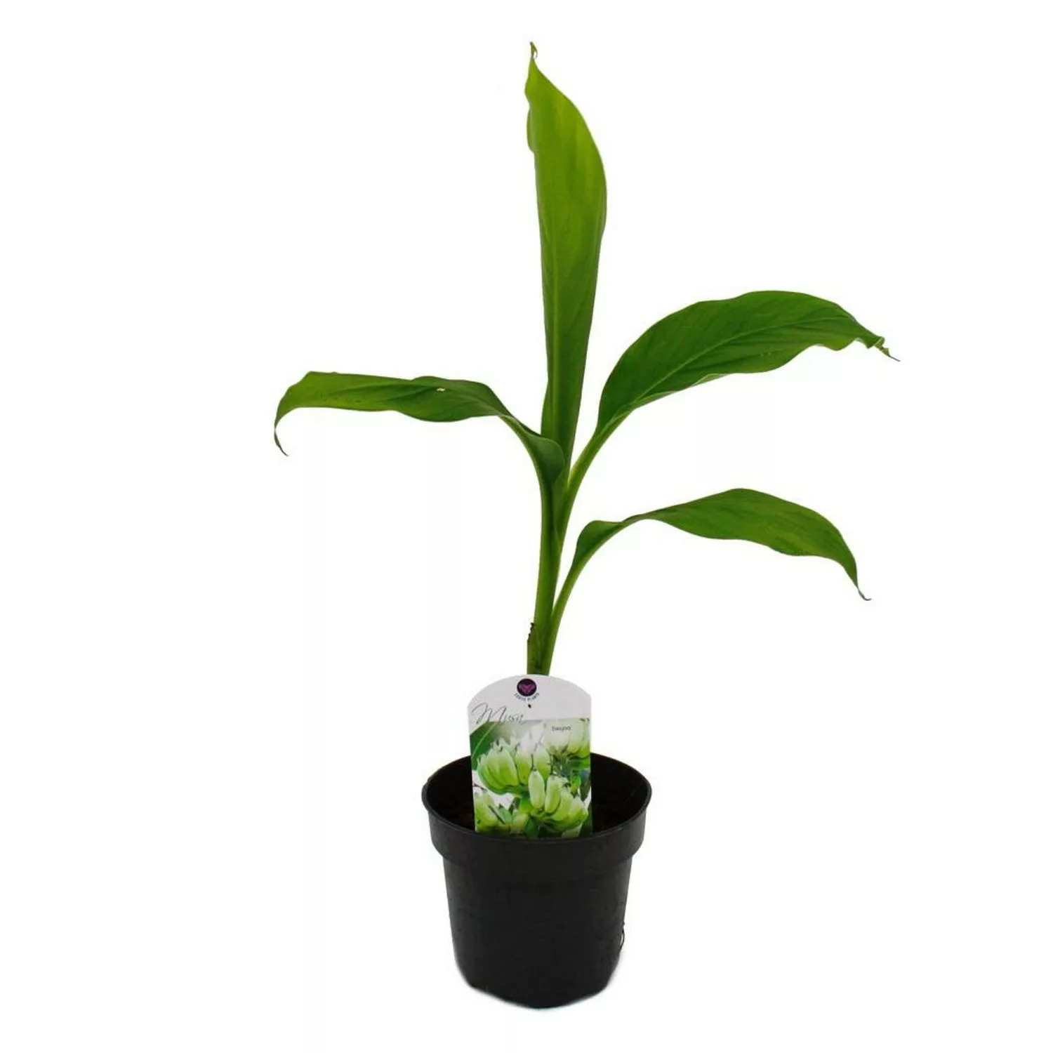 Exotenherz Winterharte Banane Musa Basjoo Gartenbanane 12cm Topf günstig online kaufen