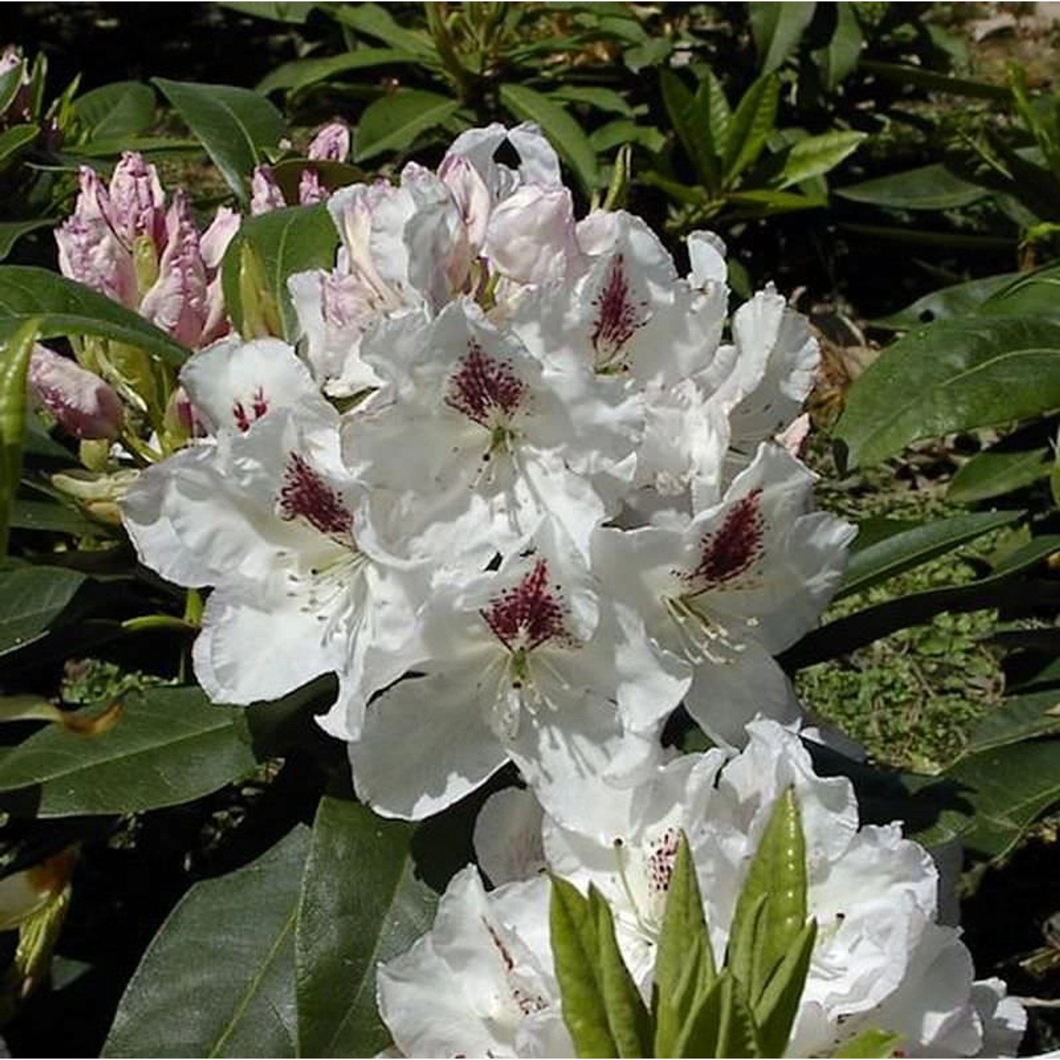 Großblumige Rhododendron Gudrun 30-40cm - Alpenrose günstig online kaufen