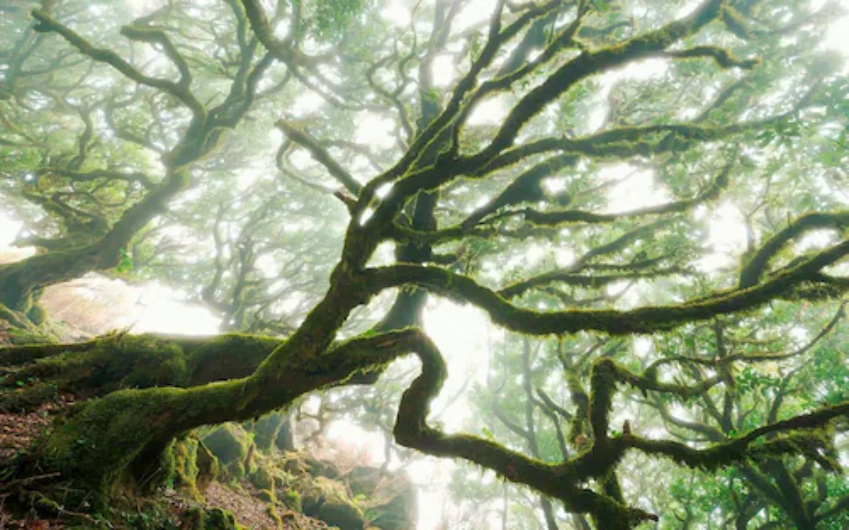 Komar Vliestapete »The Forgotten Forest«, 400x250 cm (Breite x Höhe), Vlies günstig online kaufen