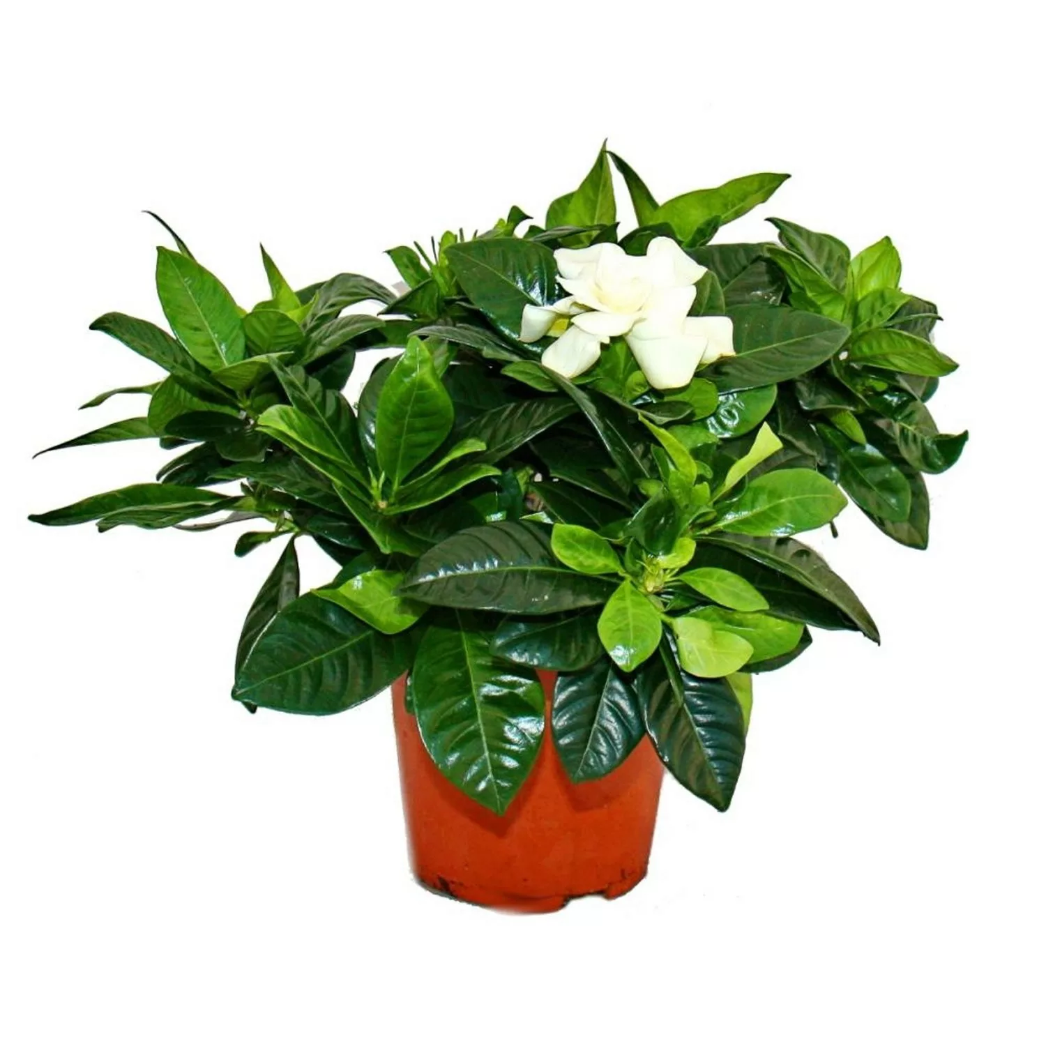 Exotenherz Gardenie Duftende Blütenpflanze mit Cremeweiß Farbenen Blüten 12 günstig online kaufen