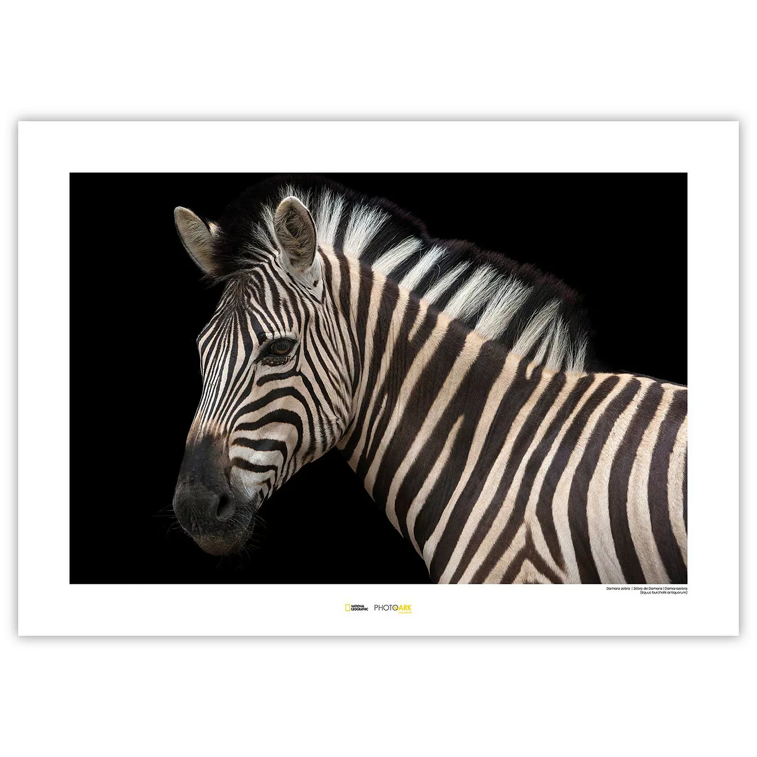 KOMAR Wandbild - Damara Zebra - Größe: 70 x 50 cm mehrfarbig Gr. one size günstig online kaufen