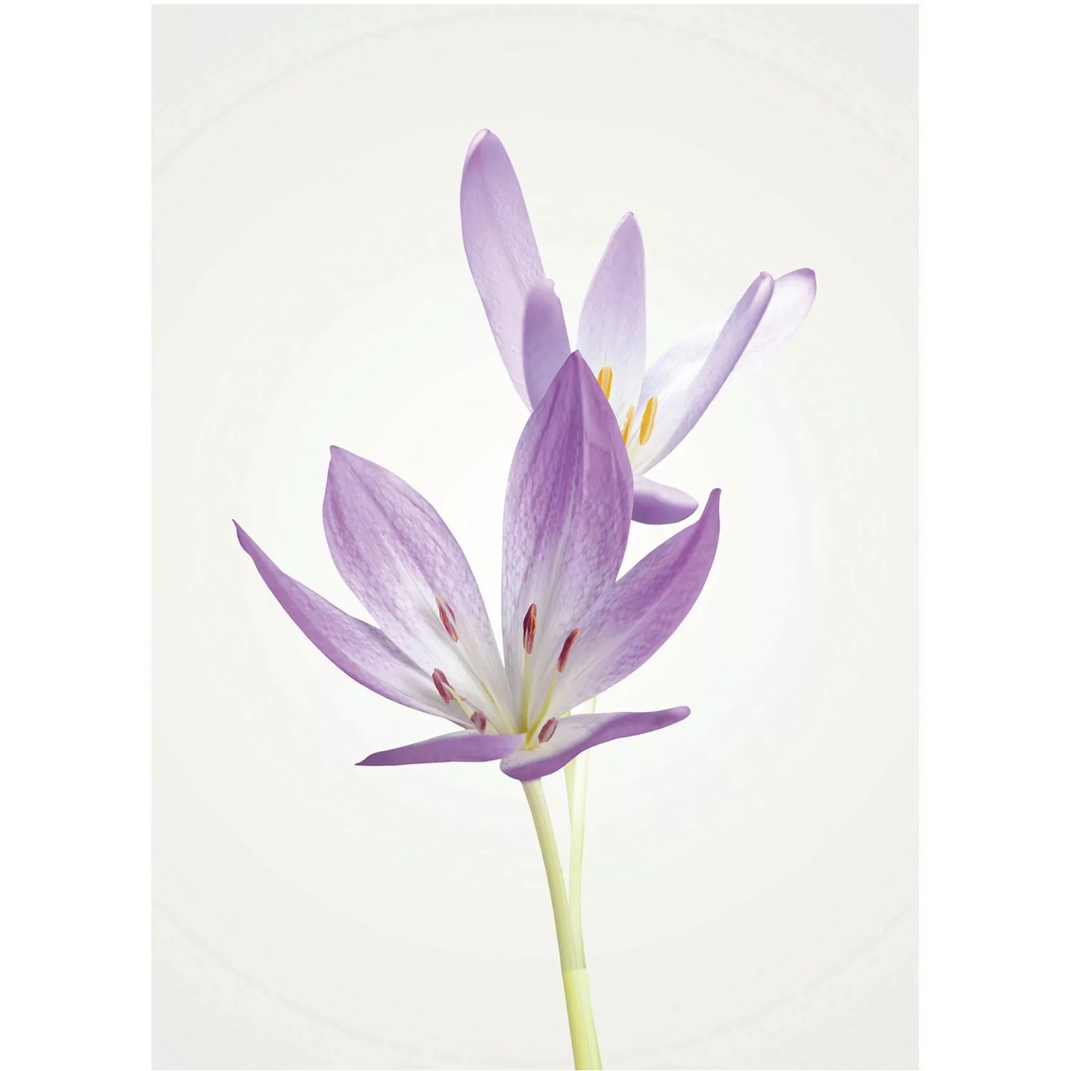 Komar Wandbild Autumn Crocus 30 x 40 cm günstig online kaufen