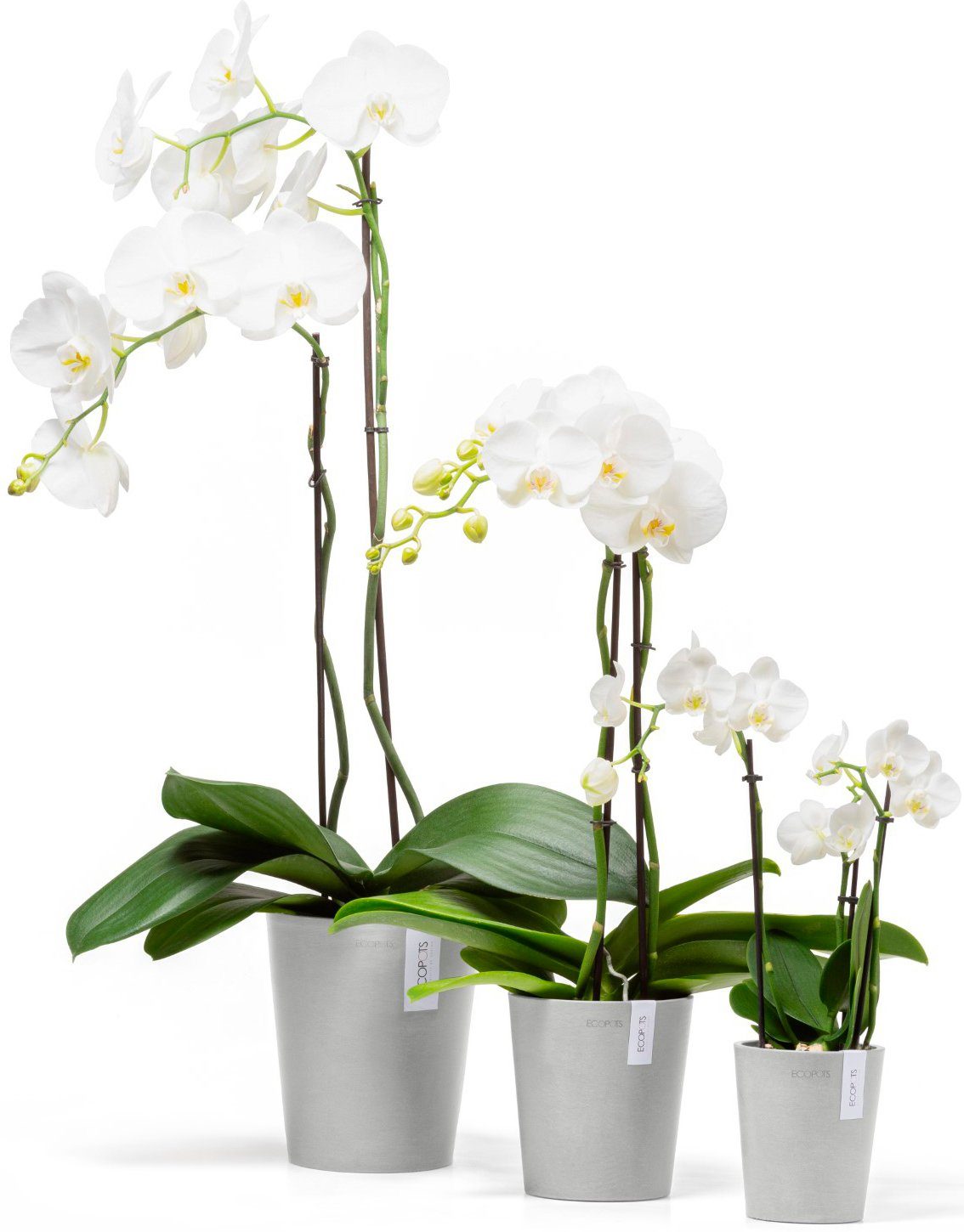 ECOPOTS Blumentopf Morinda Orchidee 17 Weißgrau, günstig online kaufen