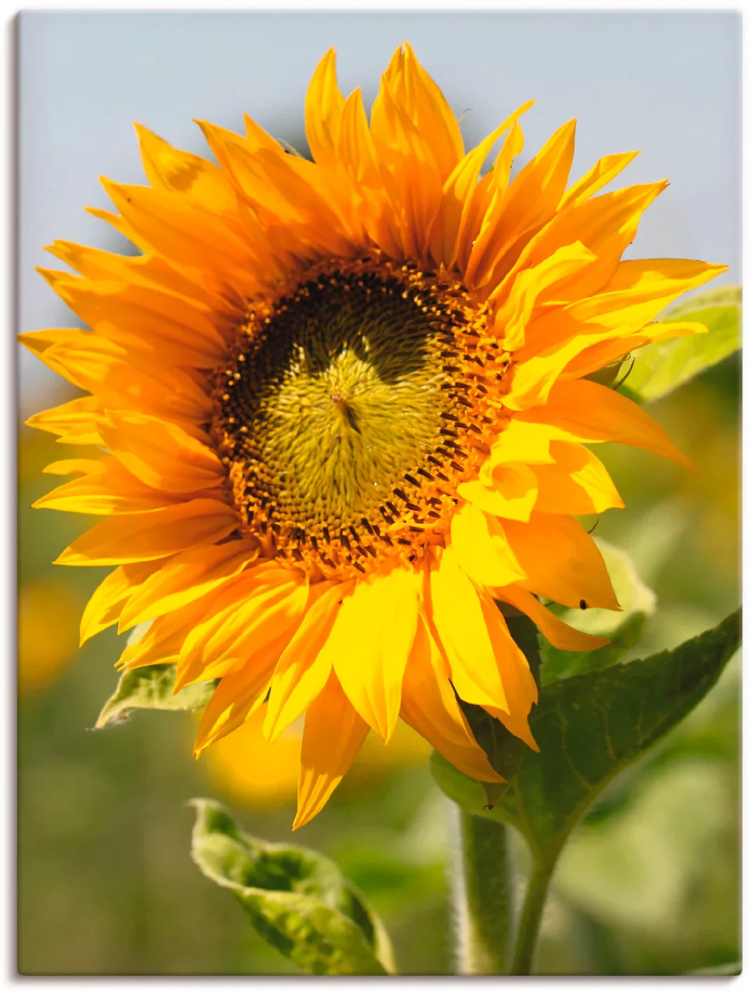 Artland Wandbild »Sonnenblume«, Blumen, (1 St.), als Leinwandbild, Poster, günstig online kaufen