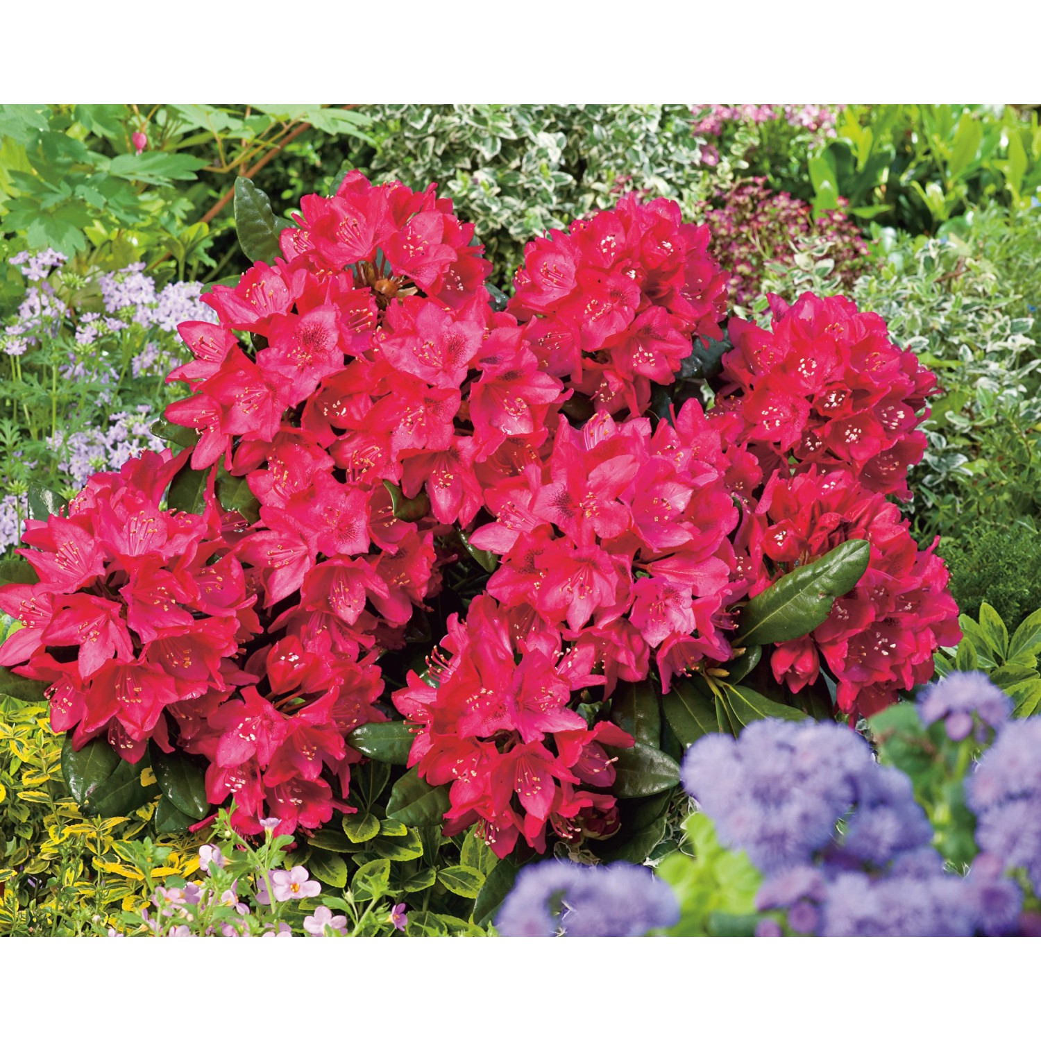 OBI Rhododendron Nova Zembla Rot Höhe ca. 50-60 cm Topf ca. 7,5 l Rhododend günstig online kaufen