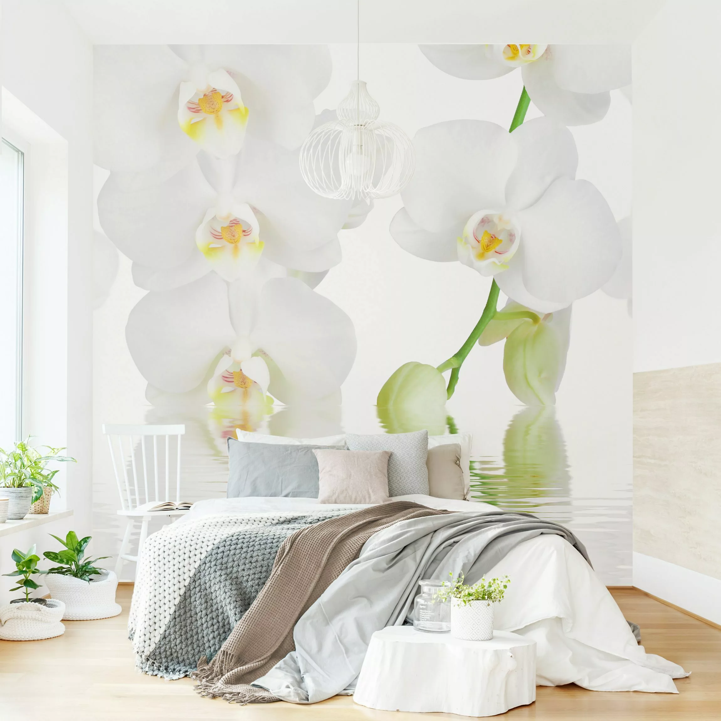 Fototapete Wellness Orchidee - Weiße Orchidee günstig online kaufen