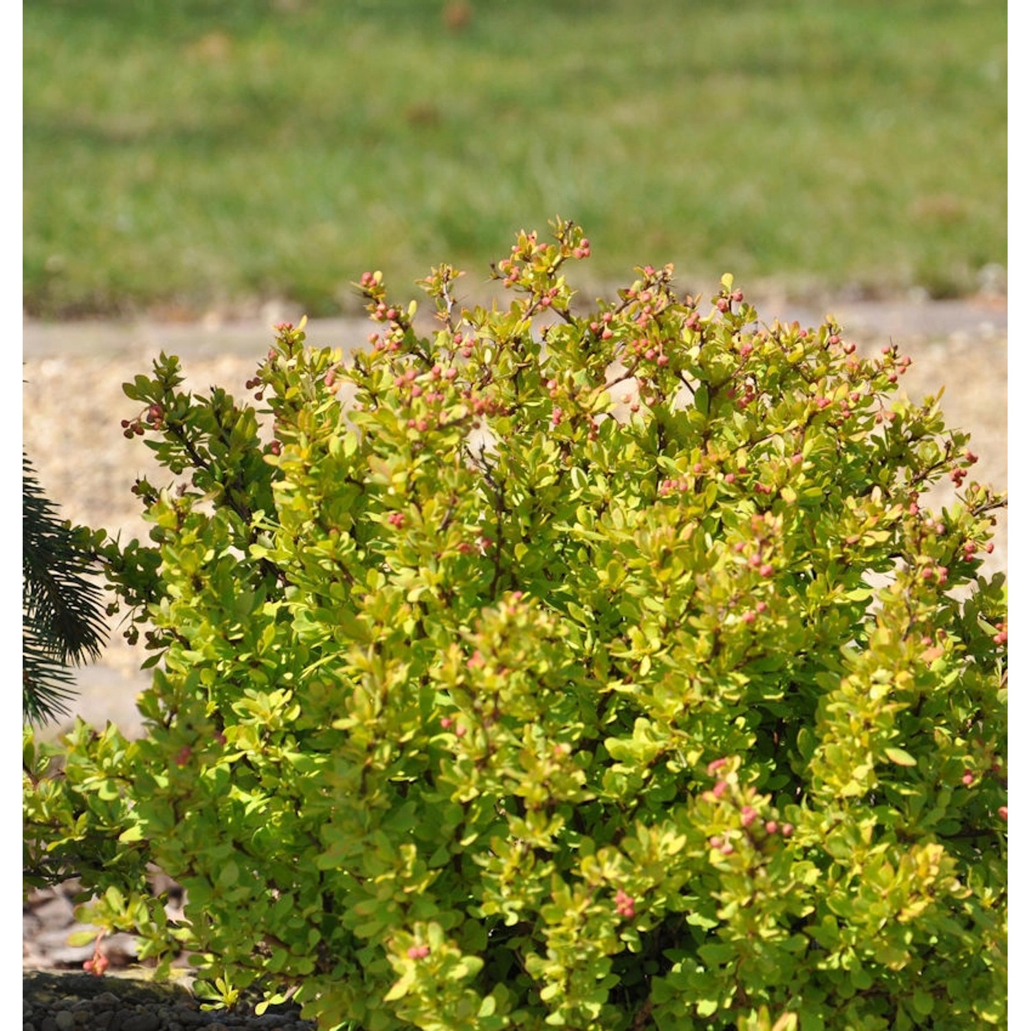 Beberitze Golden Nugget 10-15cm - Berberis thunbergii günstig online kaufen