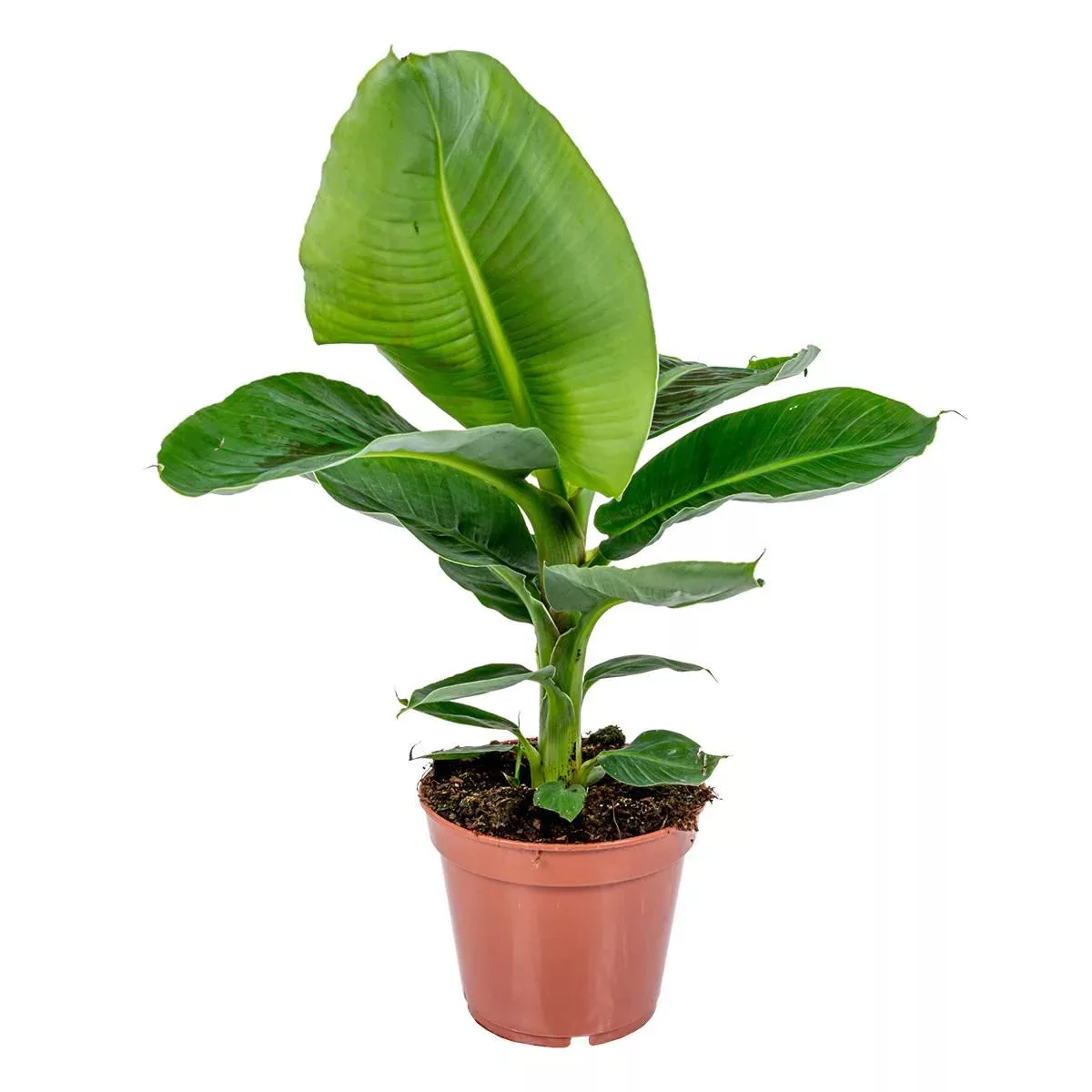 Casa Caron | Bananenpflanze Tropicana günstig online kaufen