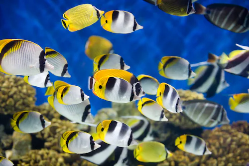 Papermoon Fototapete »UNTERWASSER-WELT-FISCHE KORALLE SEE MEER TIERE OZEAN« günstig online kaufen