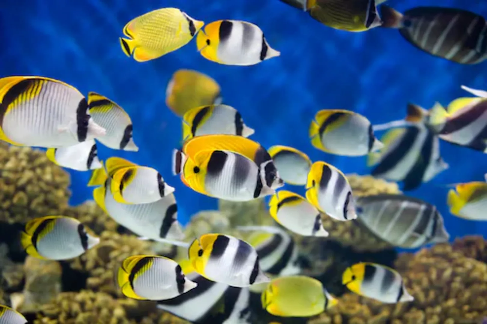 Papermoon Fototapete »UNTERWASSER-WELT-FISCHE KORALLE SEE MEER TIERE OZEAN« günstig online kaufen