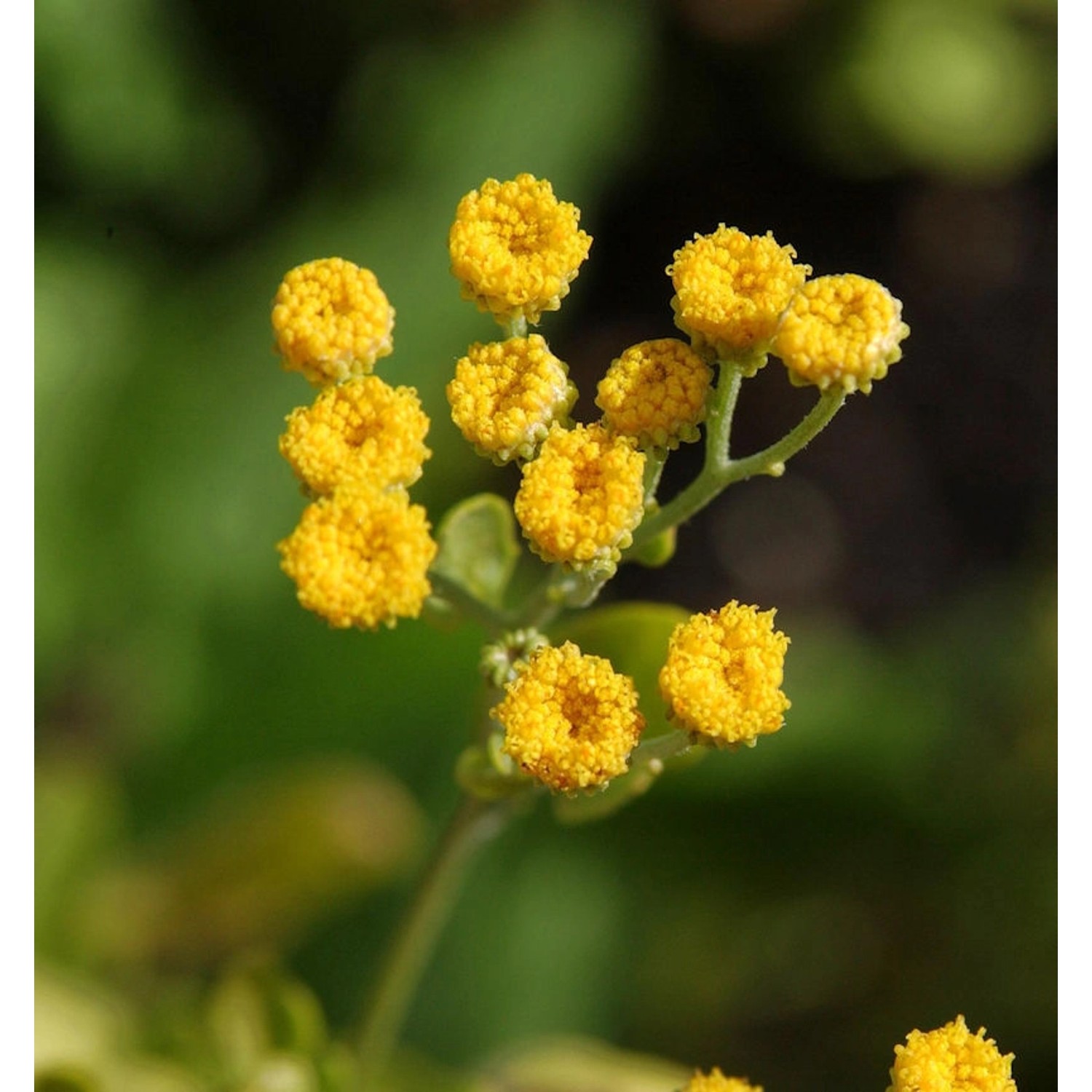 Balsamkraut - Tanacetum balsamita günstig online kaufen