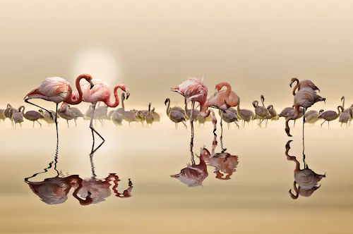 Papermoon Fototapete »Photo-Art NASSER OSMAN, FLAMINGOS« günstig online kaufen