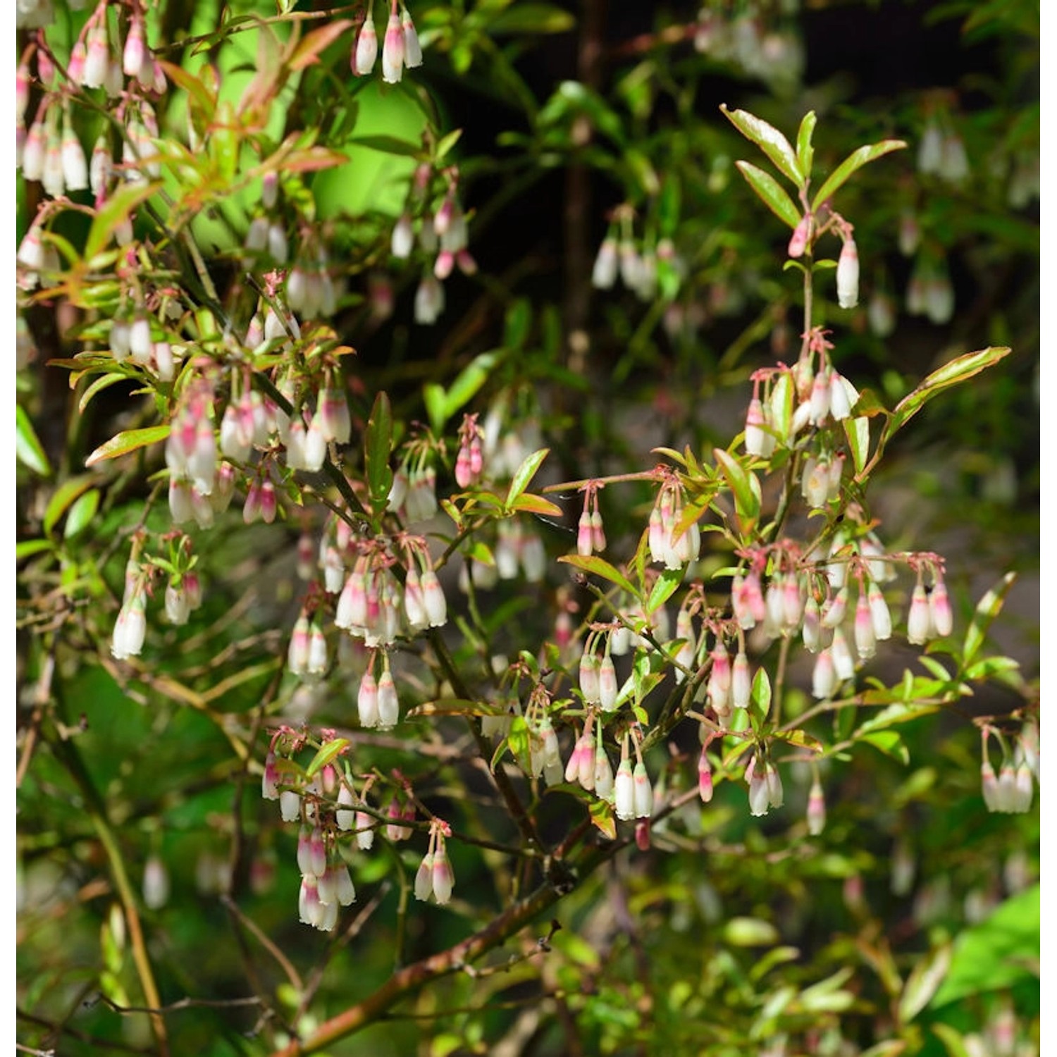 Zier-Heidelbeere 15-20cm - Vaccinium glaucoalbum günstig online kaufen