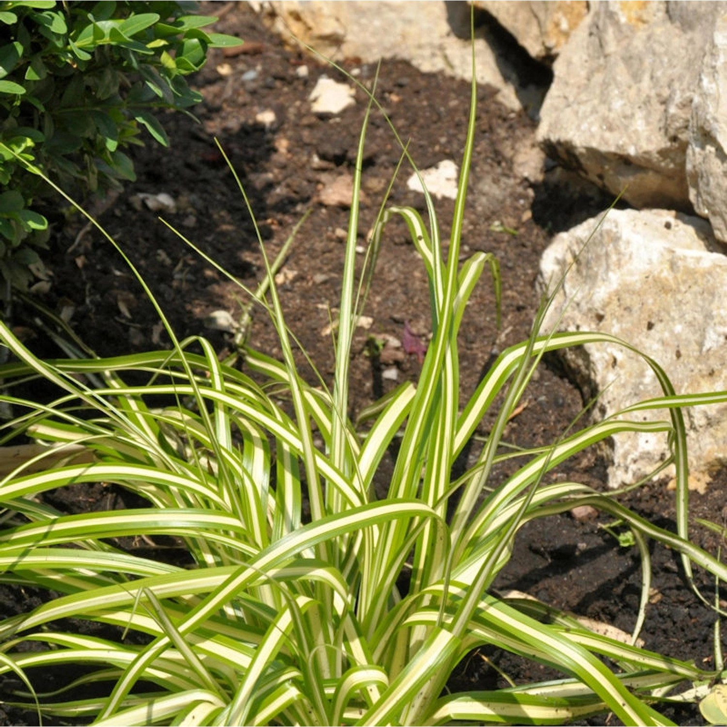 Segge Evergold - großer Topf - Carex hachijoensis günstig online kaufen