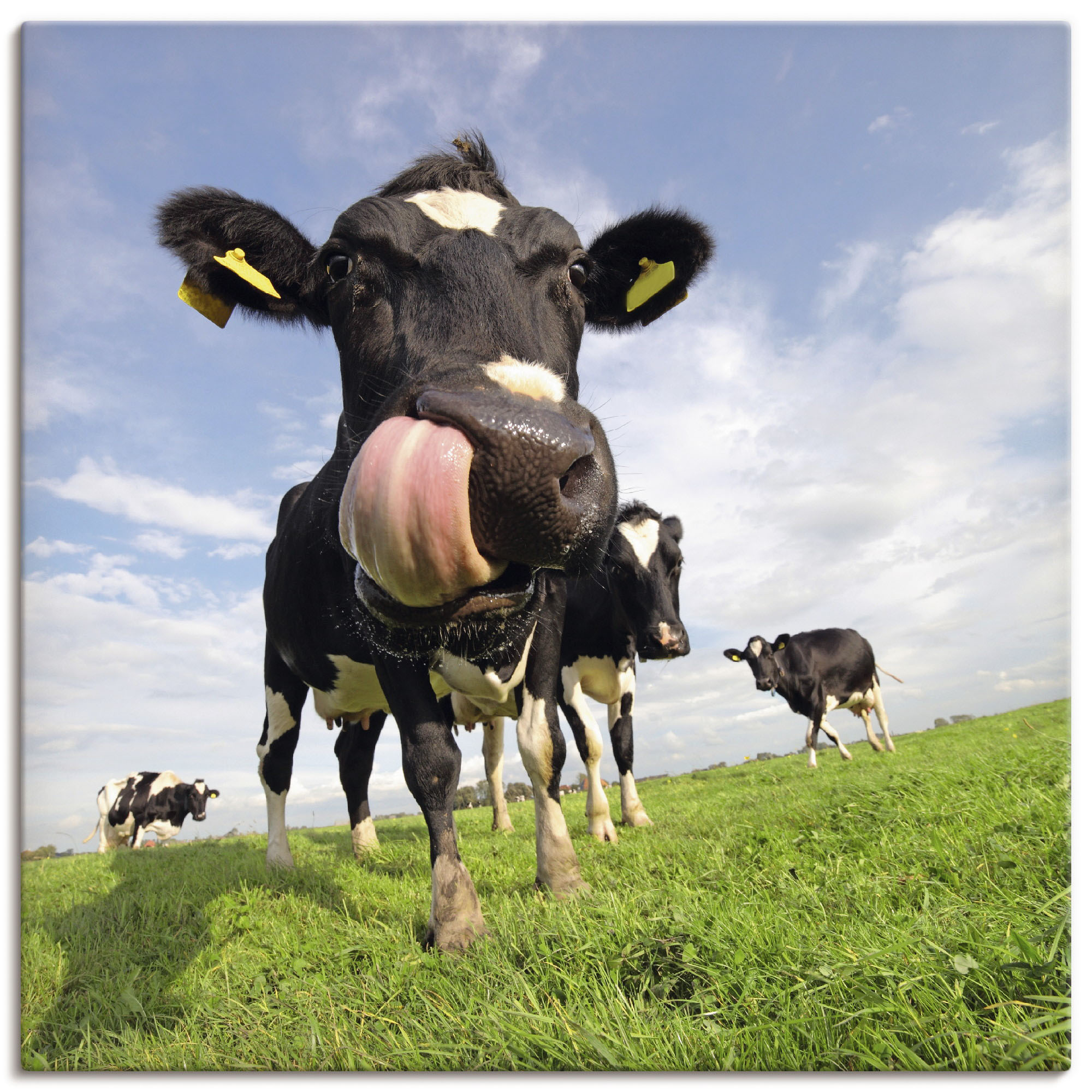 Artland Wandbild »Holstein-Kuh mit gewaltiger Zunge«, Haustiere, (1 St.), a günstig online kaufen