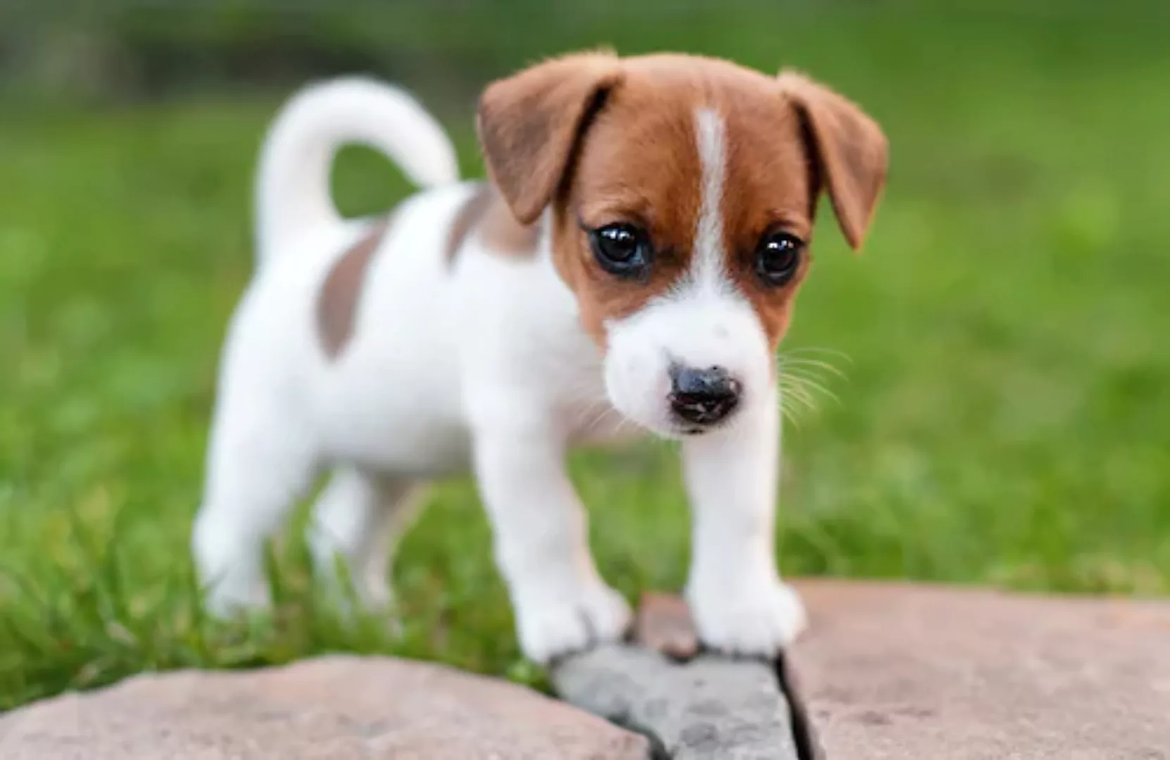 Papermoon Fototapete »JACK RUSSEL-WELPE TERRIER HUND WIESE PARK LANSSCHAFT« günstig online kaufen