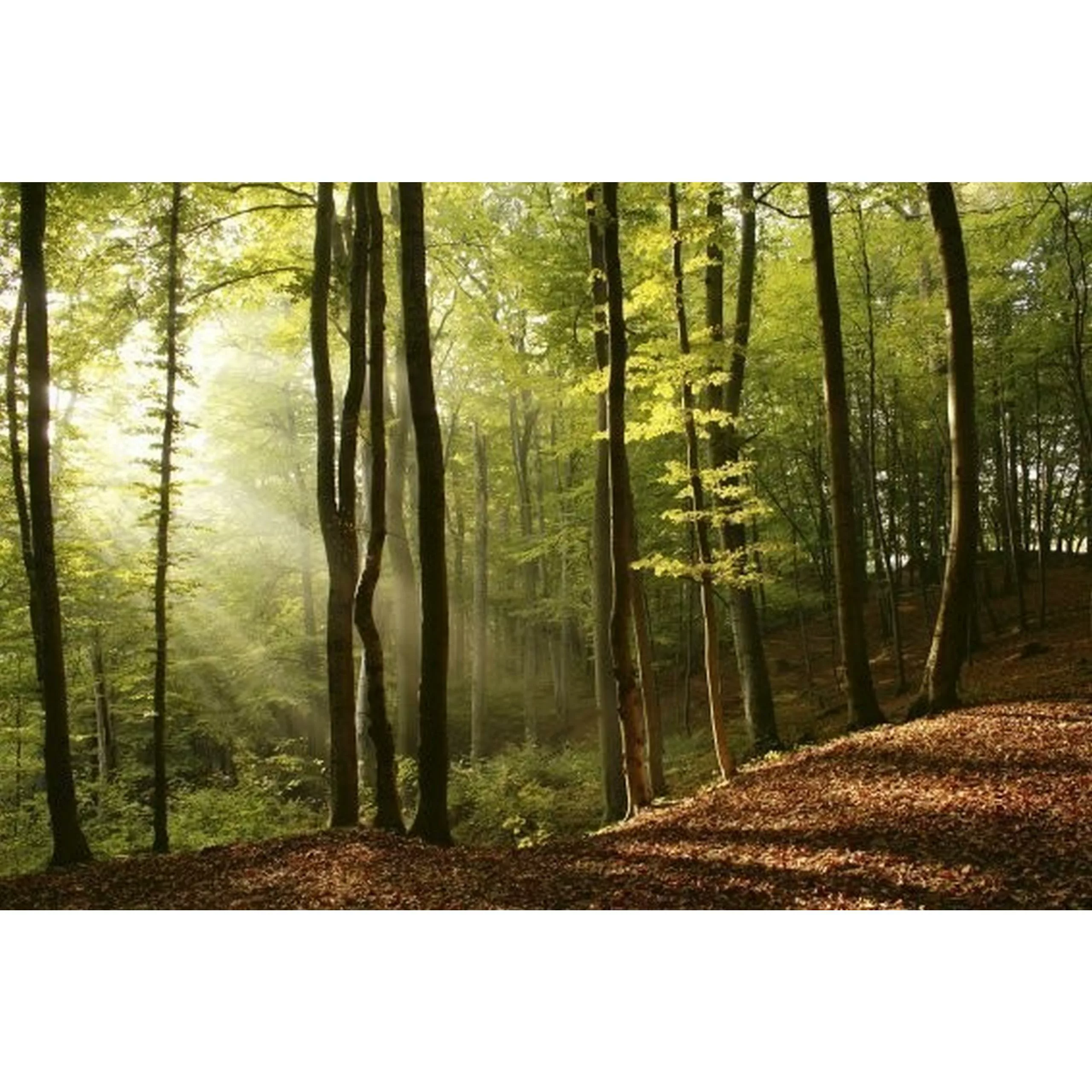 Fototapete FOREST  | MS-5-0098 | Grün | Digitaldruck auf Vliesträger günstig online kaufen