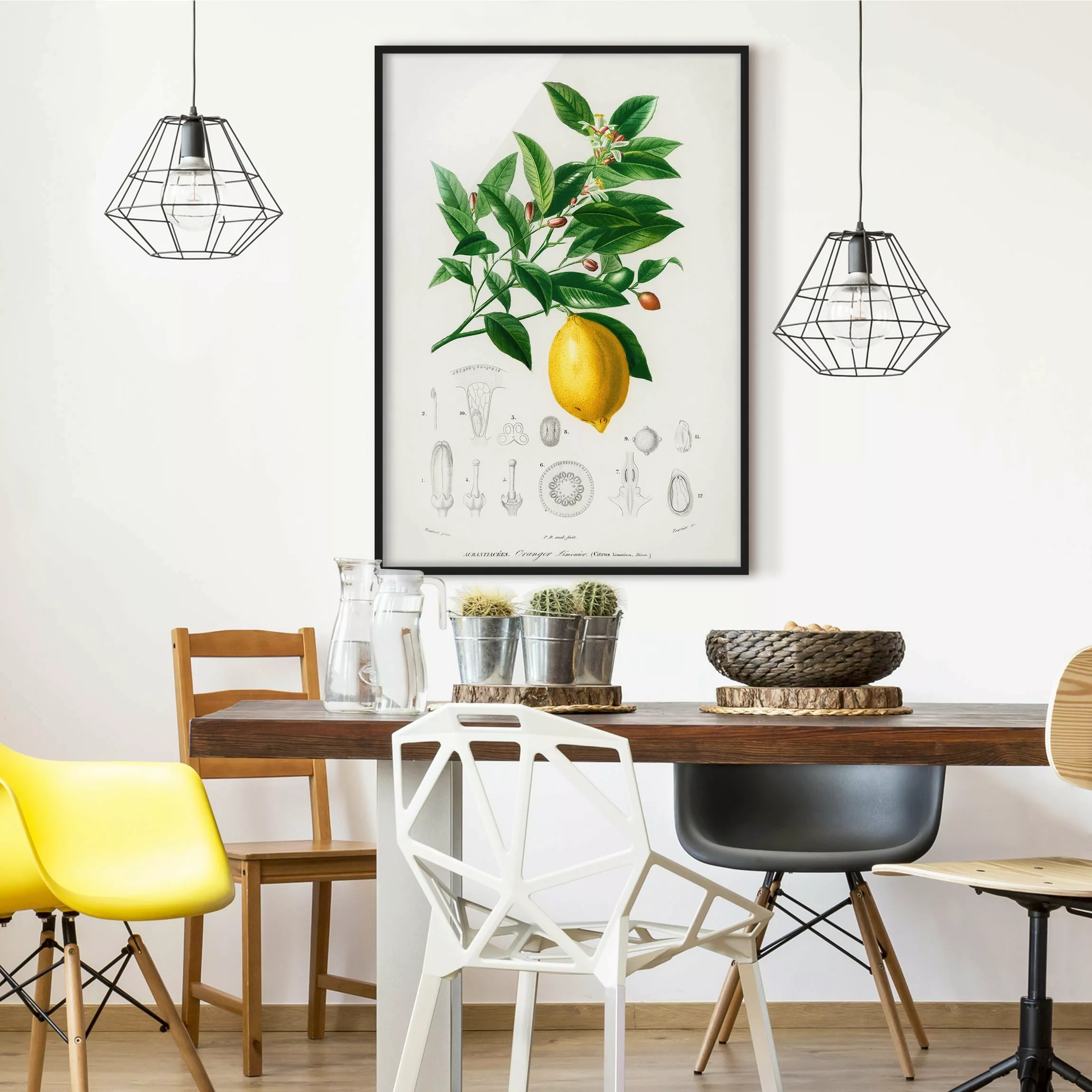 Bild mit Rahmen Küche - Hochformat Botanik Vintage Illustration Zitrone günstig online kaufen