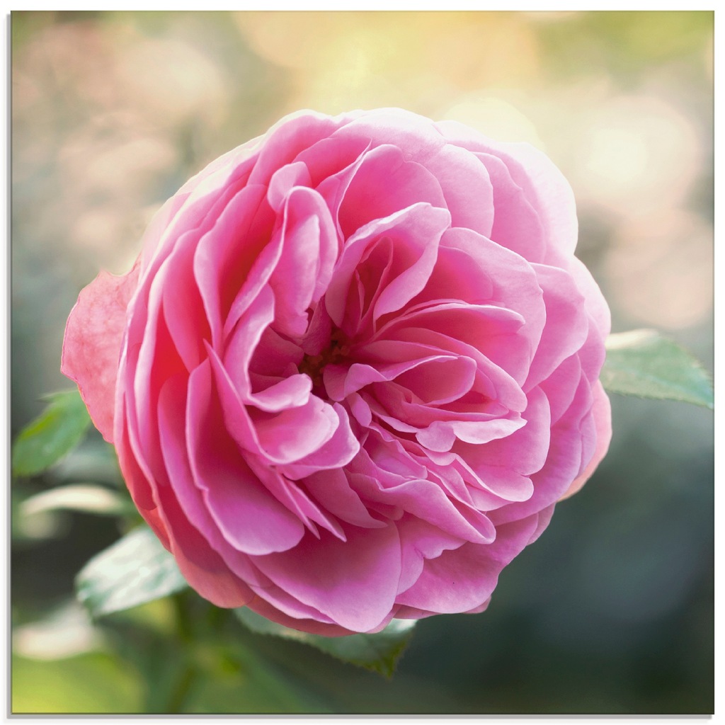 Artland Glasbild »Rosa Rose im Gegenlicht«, Blumen, (1 St.), in verschieden günstig online kaufen