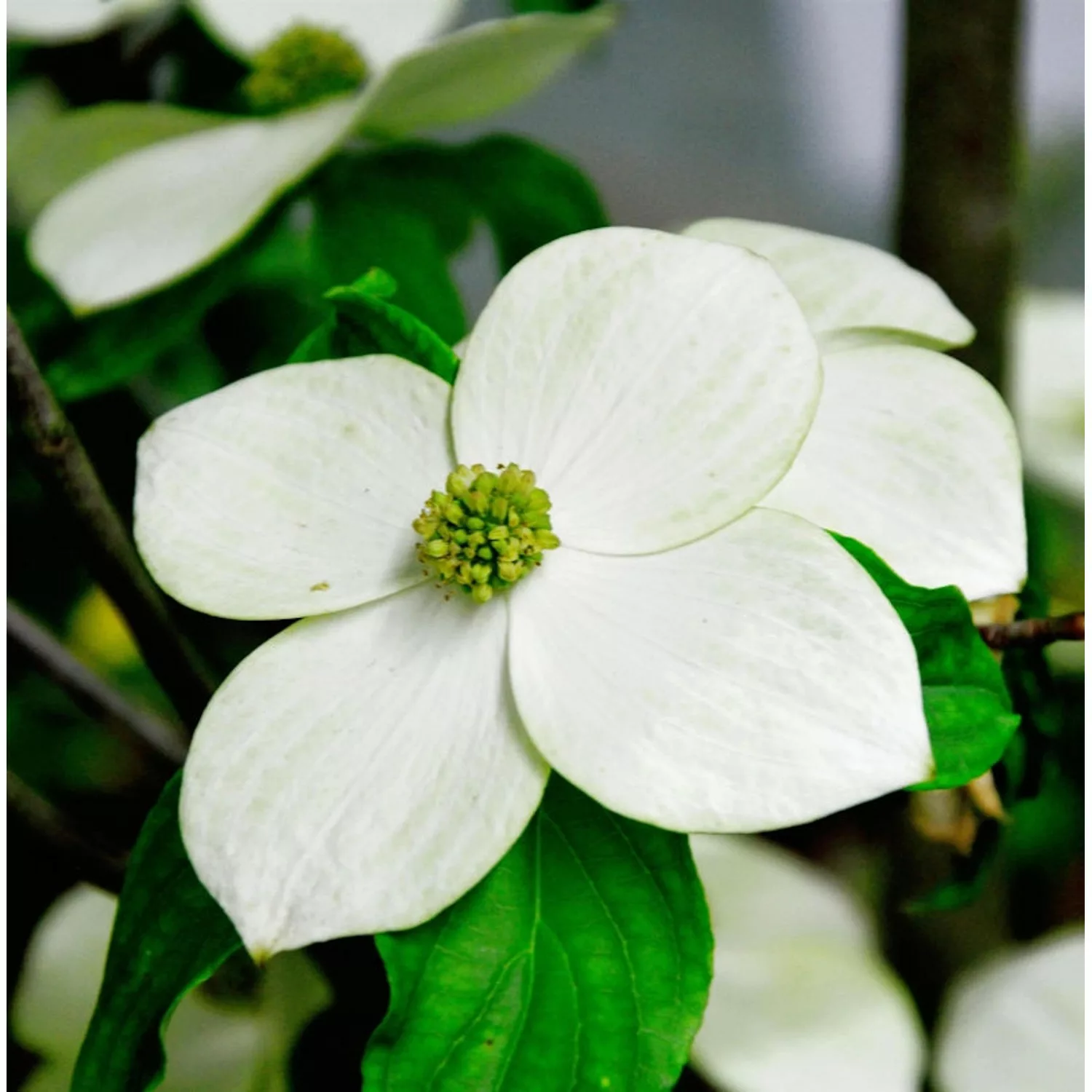 Japanischer Blumenhartriegel Starlight 60-80cm - Cornus kousa günstig online kaufen