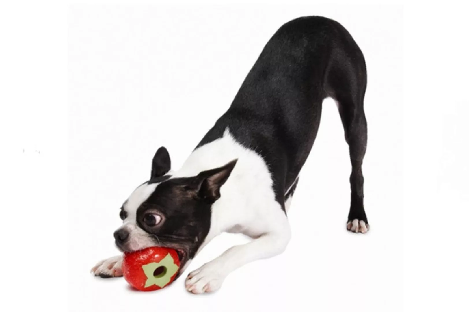 Hundespielzeug Erdbeere Für Große Hunde günstig online kaufen