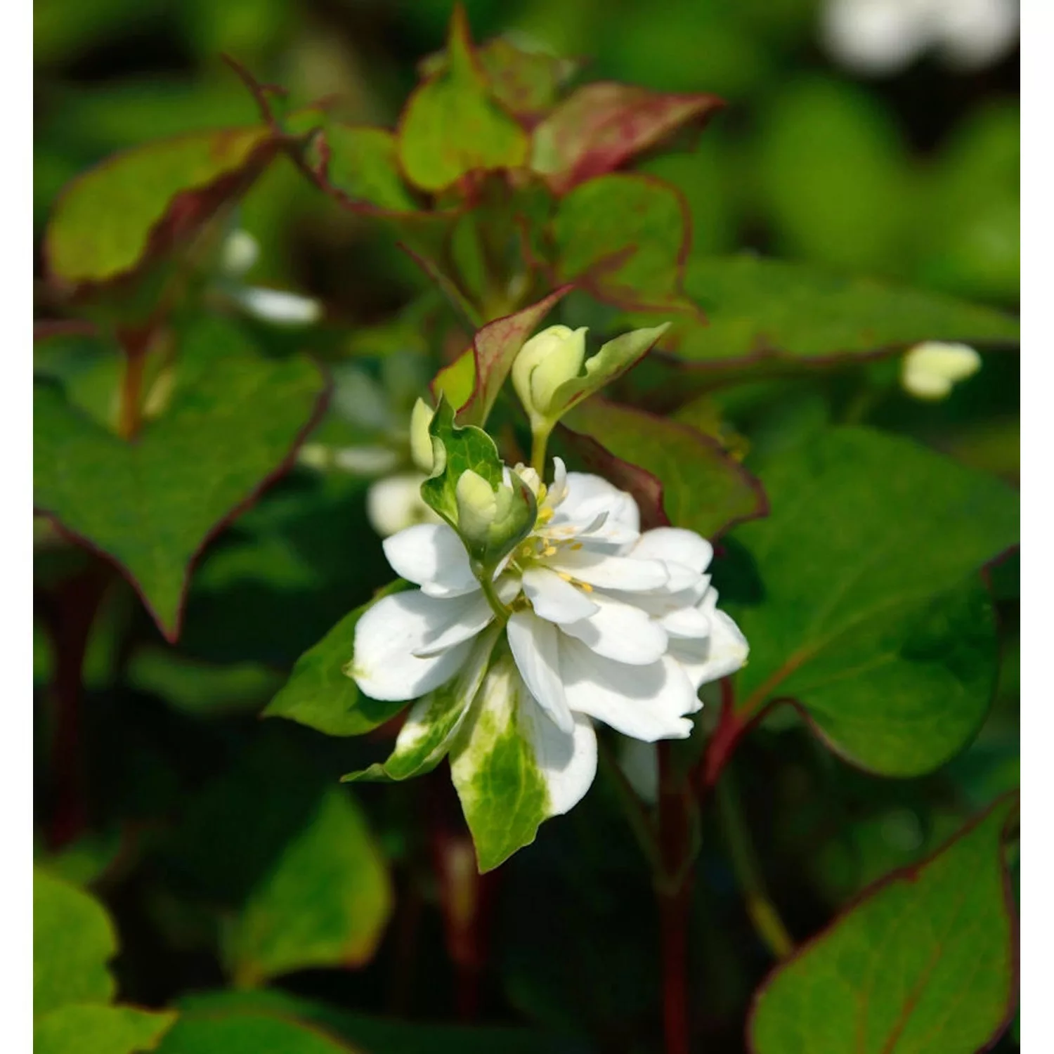 Eidechsenschwanz Plena - Houttuynia cordata günstig online kaufen