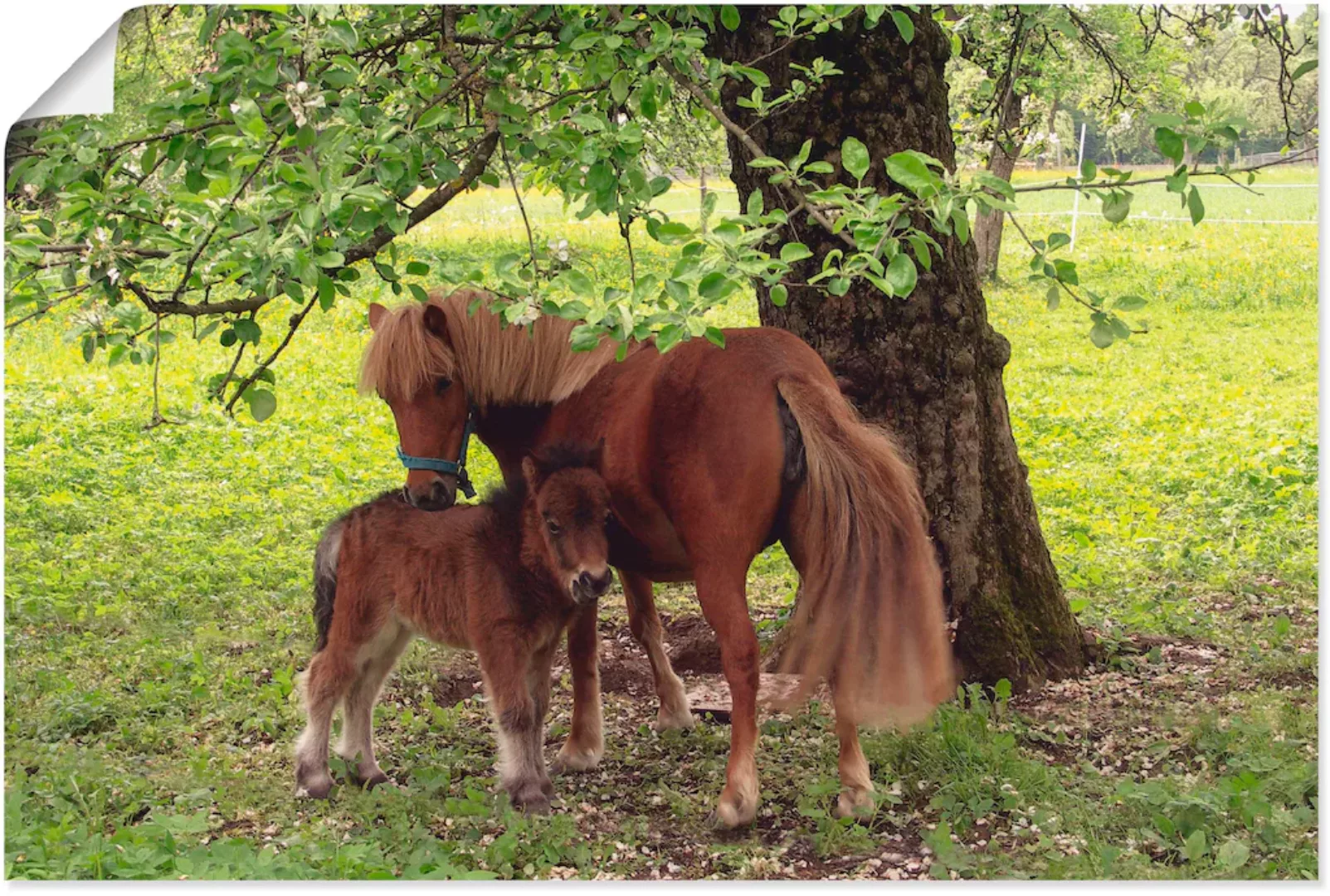 Artland Wandbild "Pony - Mutterglück", Haustiere, (1 St.), als Alubild, Out günstig online kaufen