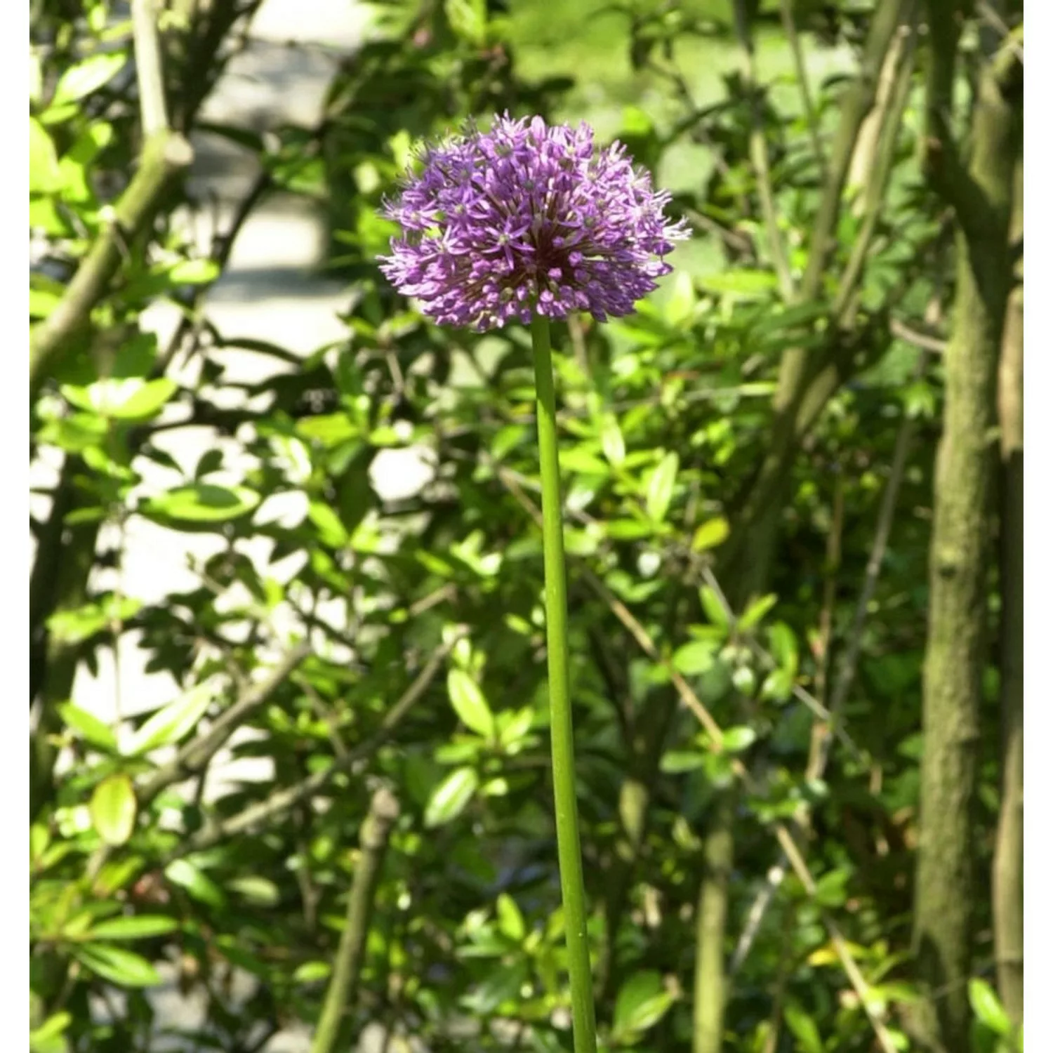 Zier Lauch - Paukenschlegellauch - Allium rosenbachianum günstig online kaufen