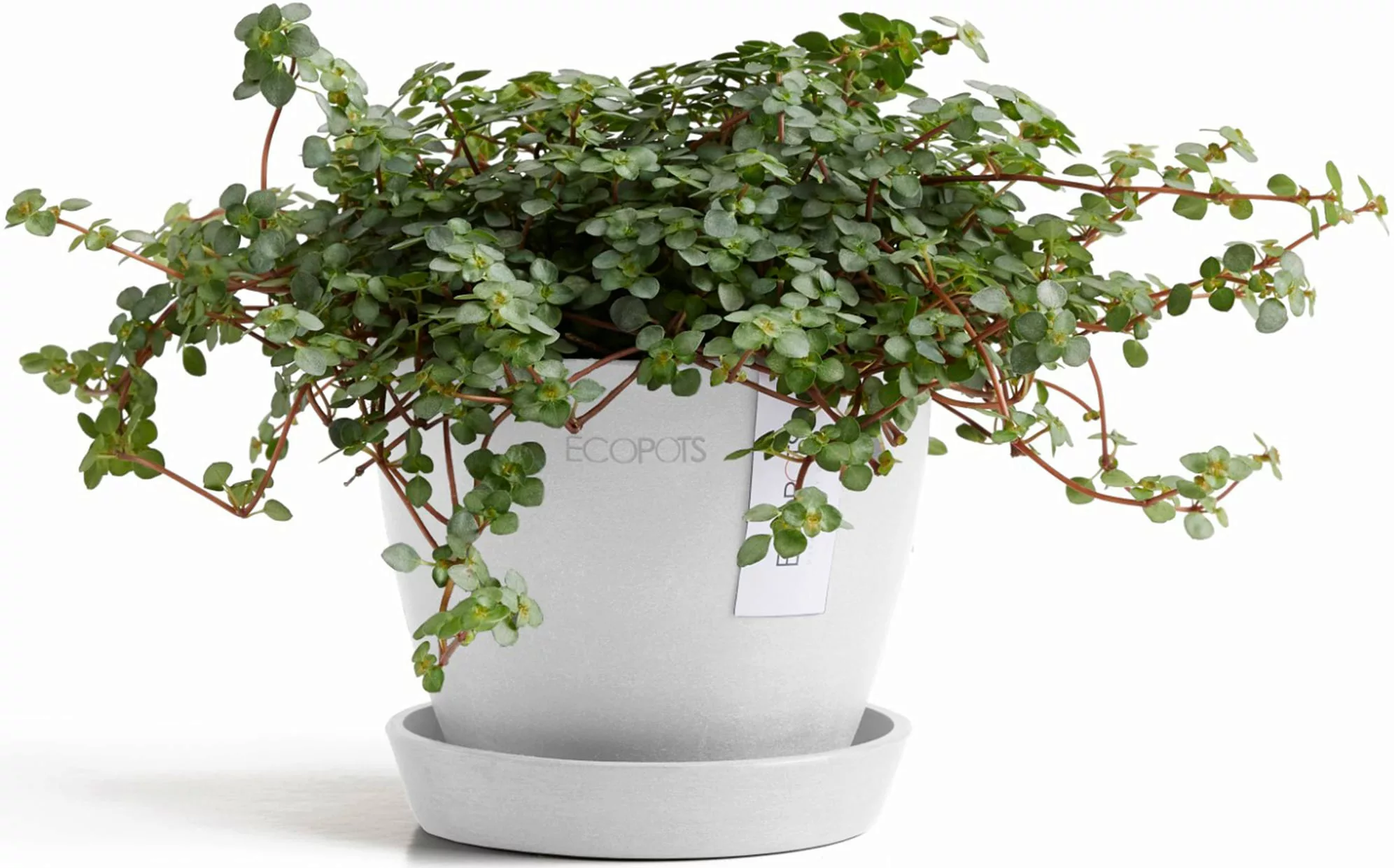 ECOPOTS Blumentopf "Antwerp Mini 11 Weiß", für den Innenbereich günstig online kaufen