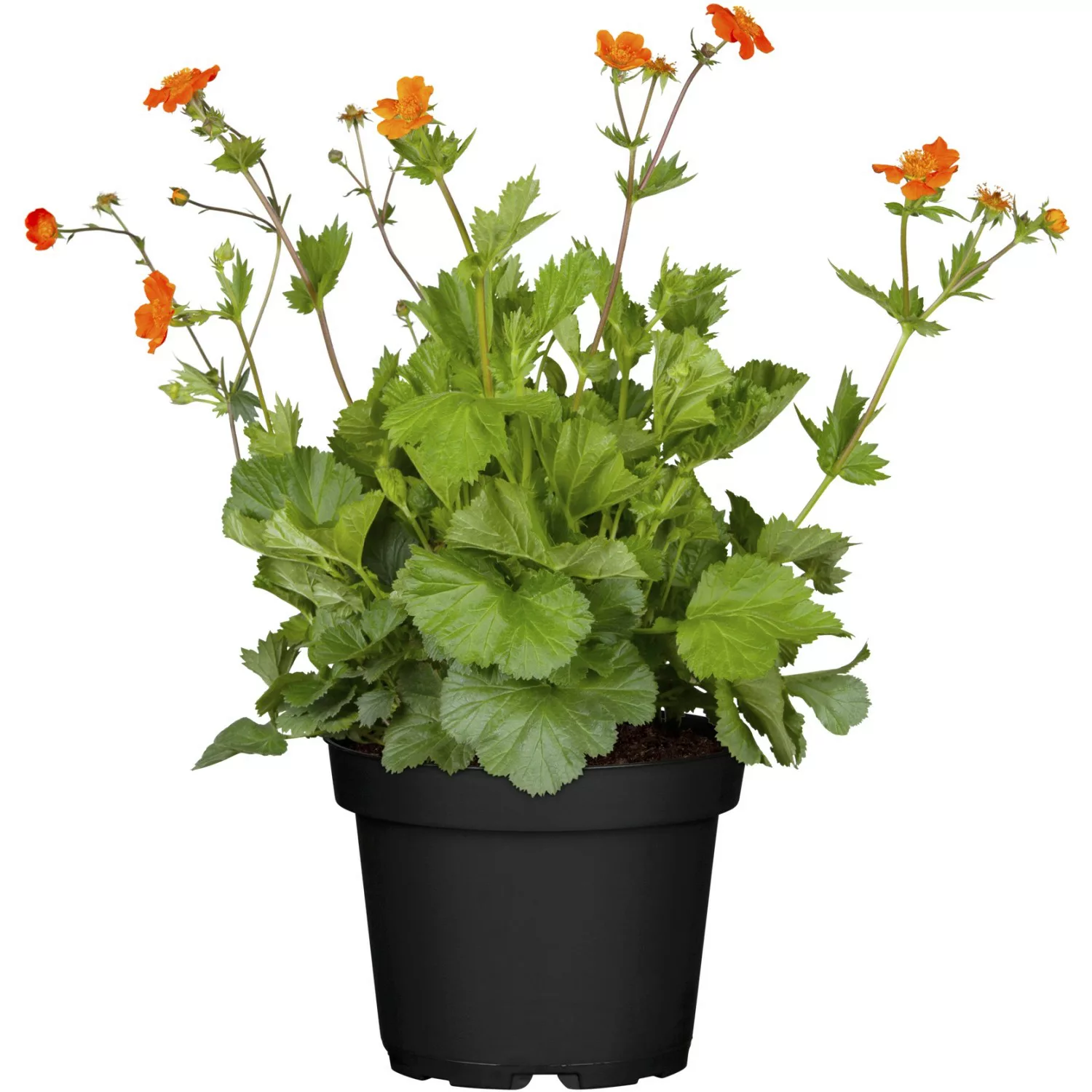 Garten-Nelkenwurz Borisii Orange Topf-Ø ca. 9 cm x 9 cm Geum günstig online kaufen