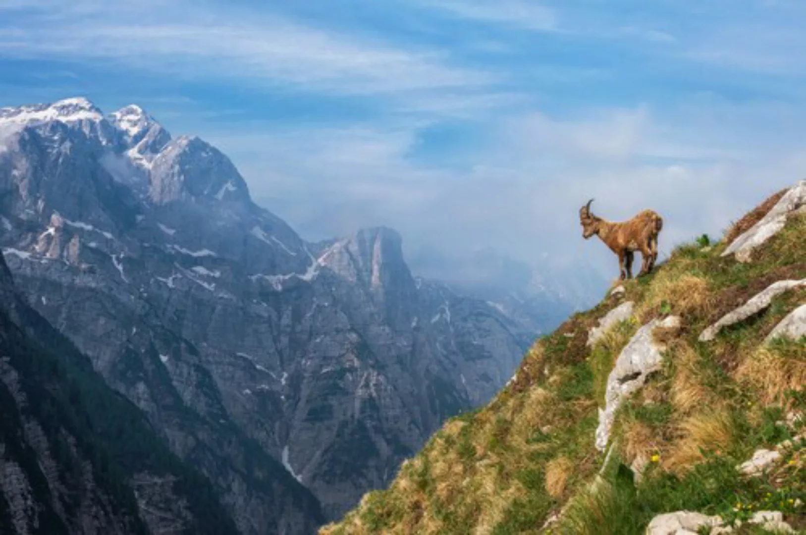 Papermoon Fototapete »Photo-Art ALES KRIVEC, ALPINE IBEX IN DEN BERGEN« günstig online kaufen