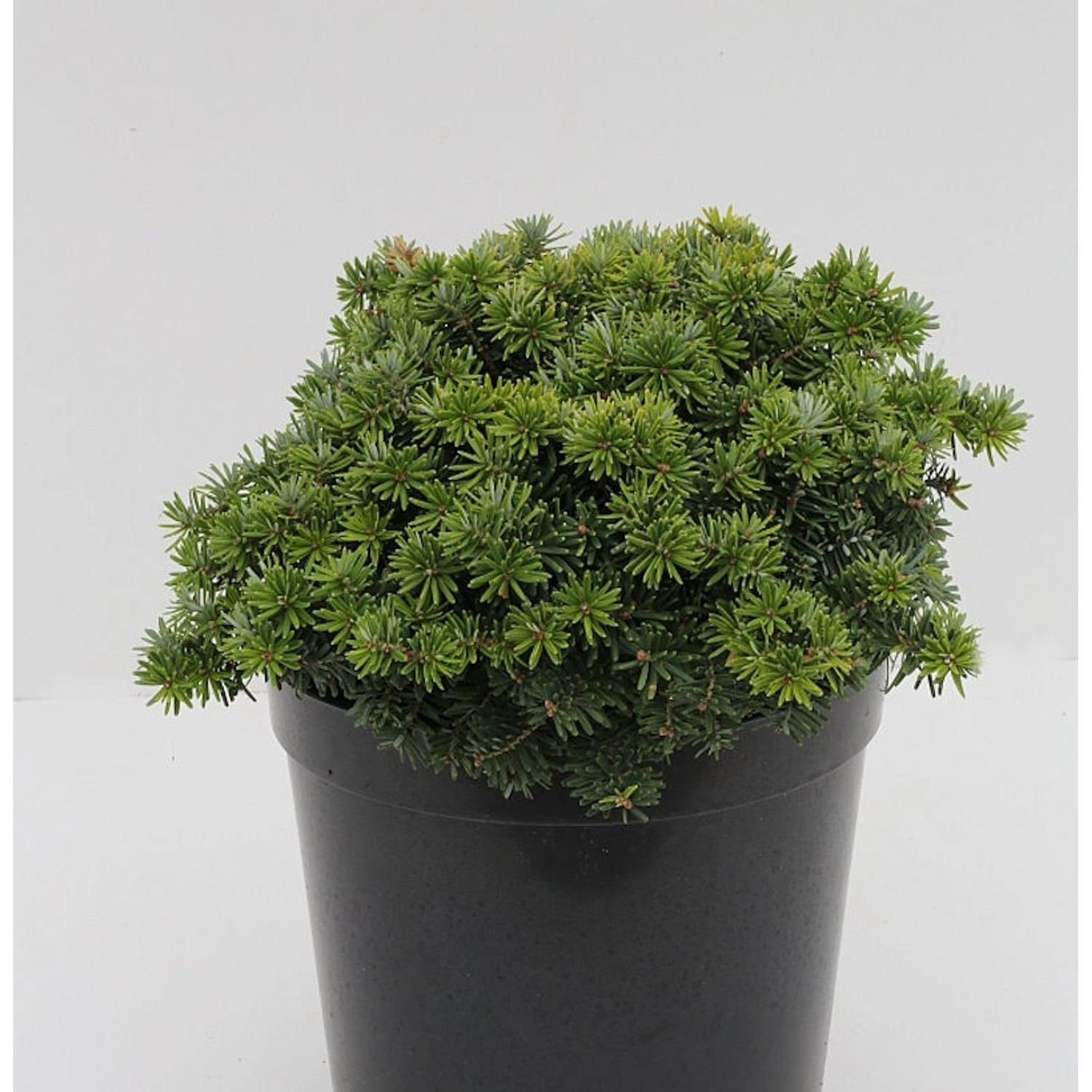 Zwerg Balsam Tanne Kiwi 20-25cm - Abies balsamea günstig online kaufen