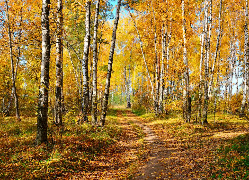 Papermoon Fototapete »Autumn Forest« günstig online kaufen