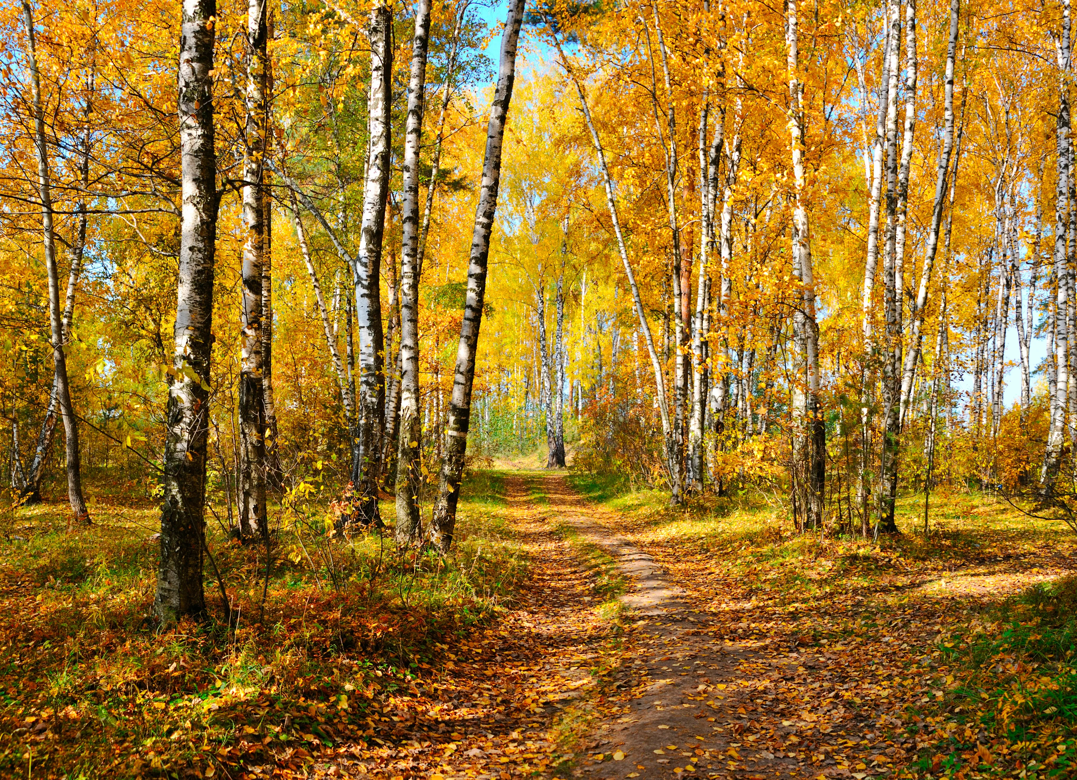 Papermoon Fototapete »Autumn Forest« günstig online kaufen