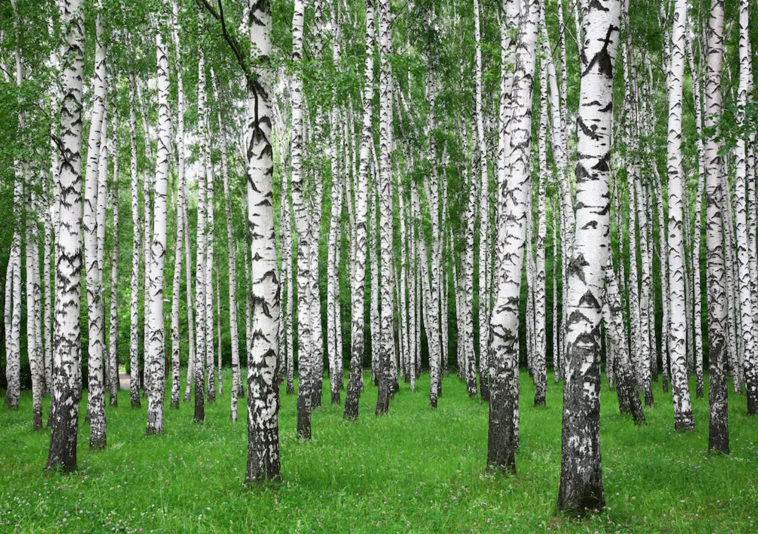 Papermoon Fototapete »Summer Birch Forest« günstig online kaufen