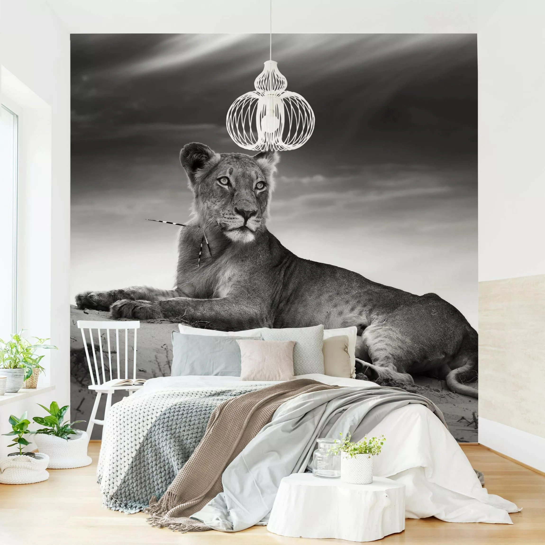 Fototapete Resting Lion günstig online kaufen