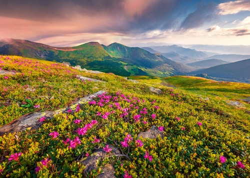 Papermoon Fototapete »BLUMEN-NATUR LANDSCHAFT BERGE GEBIRGE ALPEN LAVENDEL« günstig online kaufen