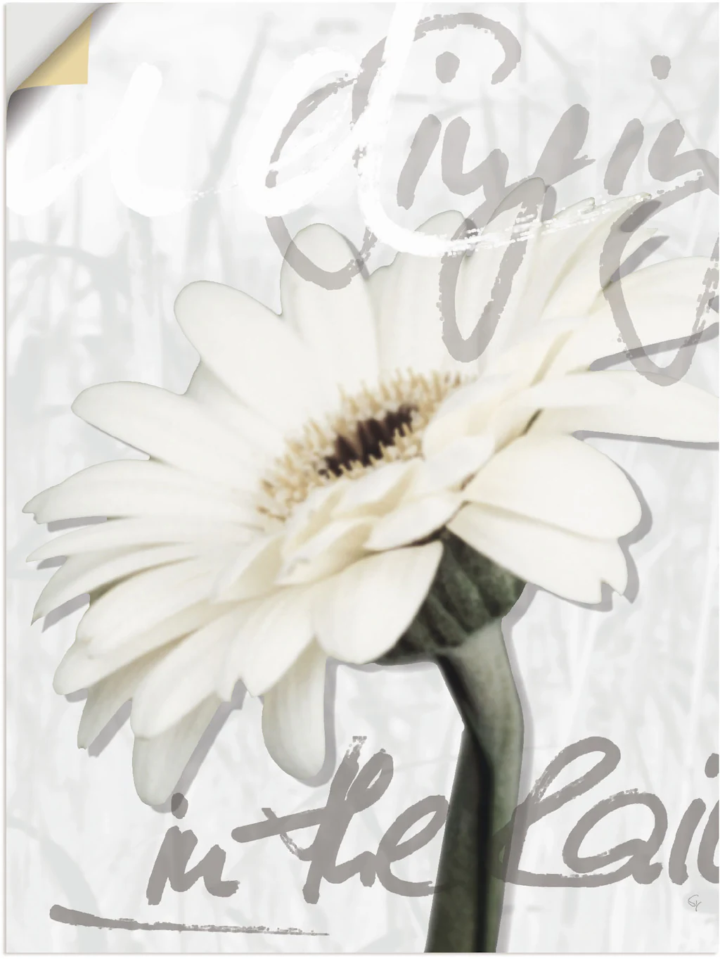Artland Wandbild »Gerbera«, Blumenbilder, (1 St.), als Leinwandbild, Poster günstig online kaufen