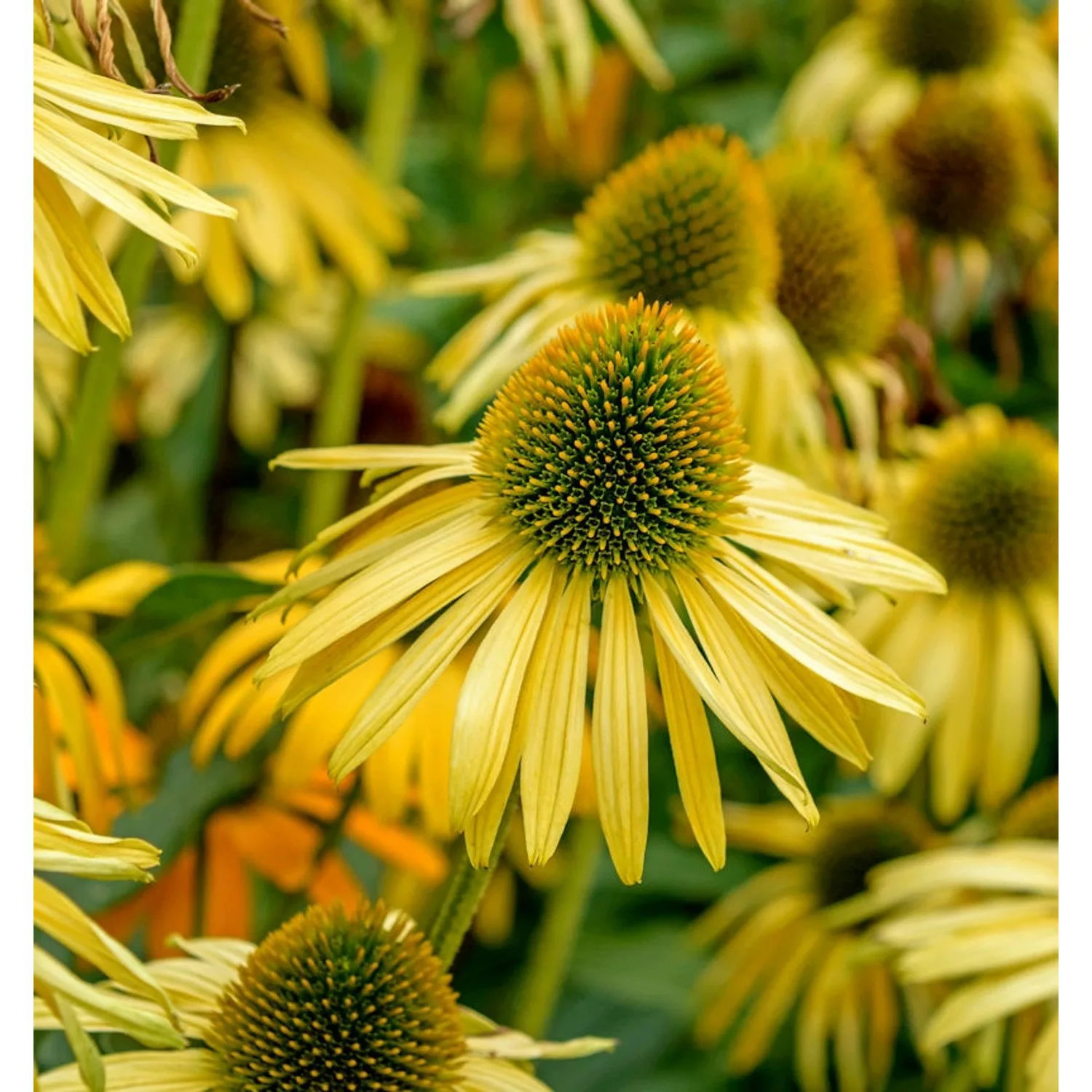 Sonnenhut Sunrise - Echinacea purpurea günstig online kaufen