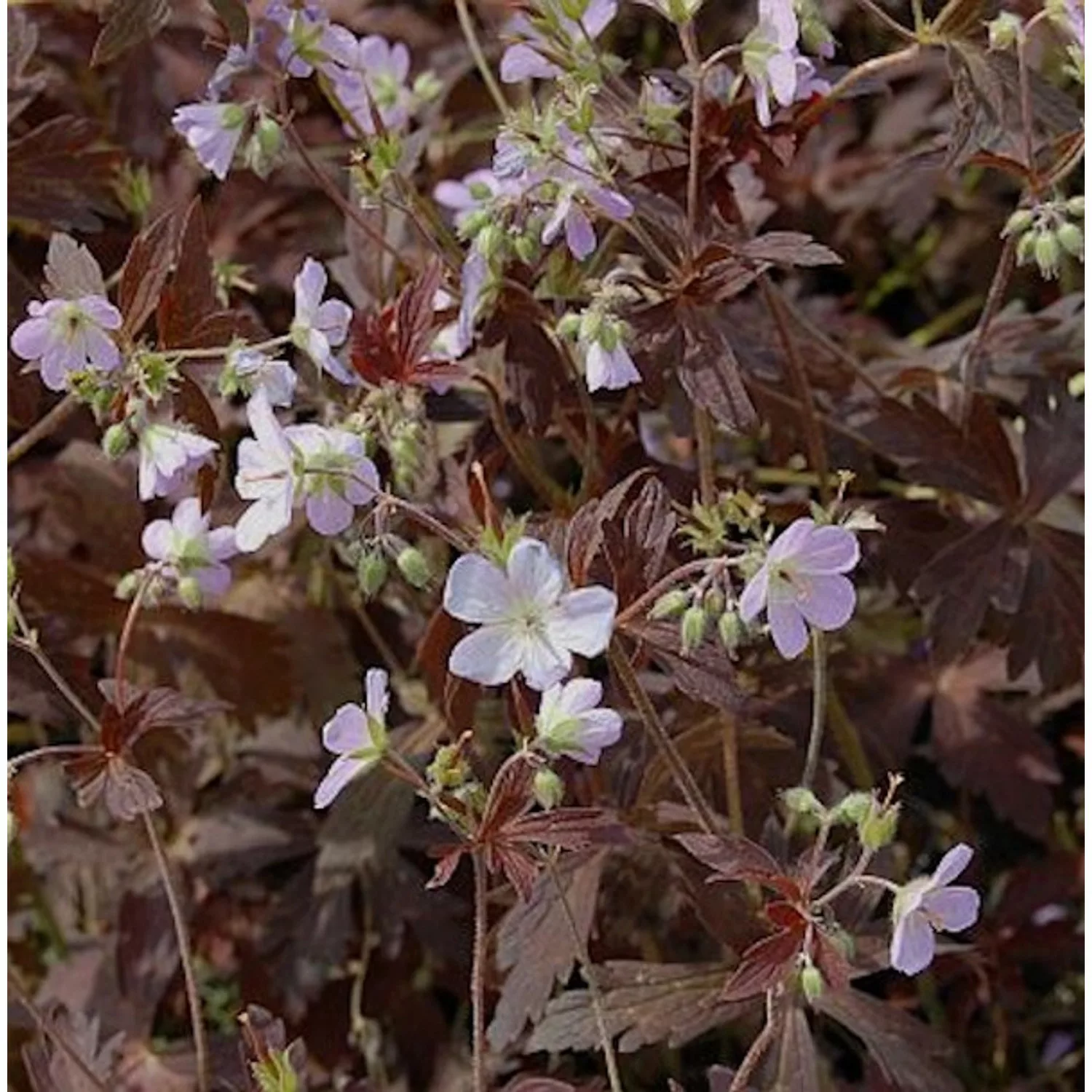 Storchenschnabel Espresso - Geranium maculatum günstig online kaufen