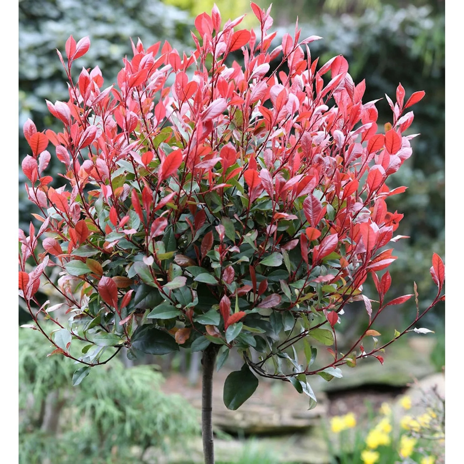 Hochstamm Glanzmispel Little Red Robin 60-80cm - Photinia fraseri günstig online kaufen