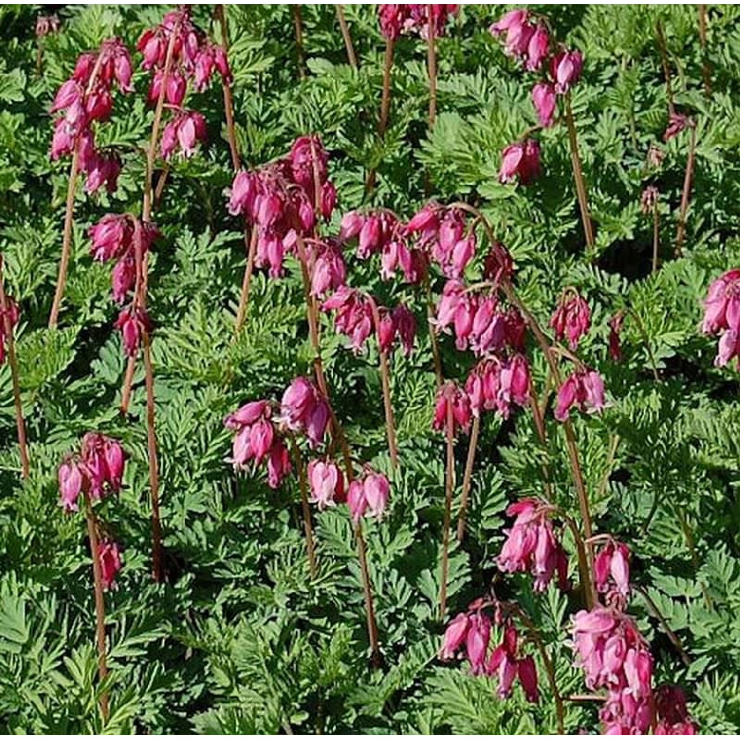 Zwergherzblume Luxuriant - Dicentra formosa günstig online kaufen