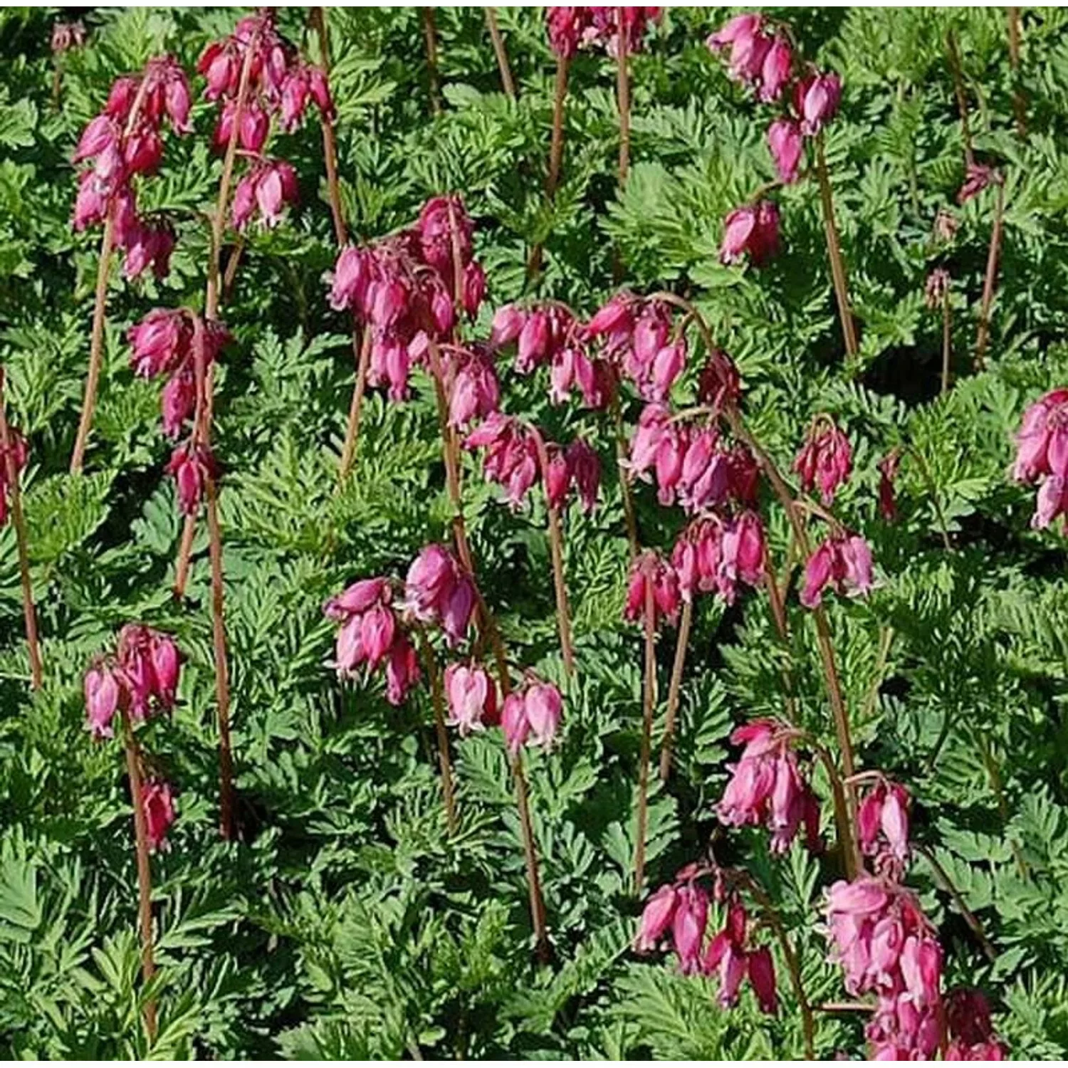 Zwergherzblume Luxuriant - Dicentra formosa günstig online kaufen