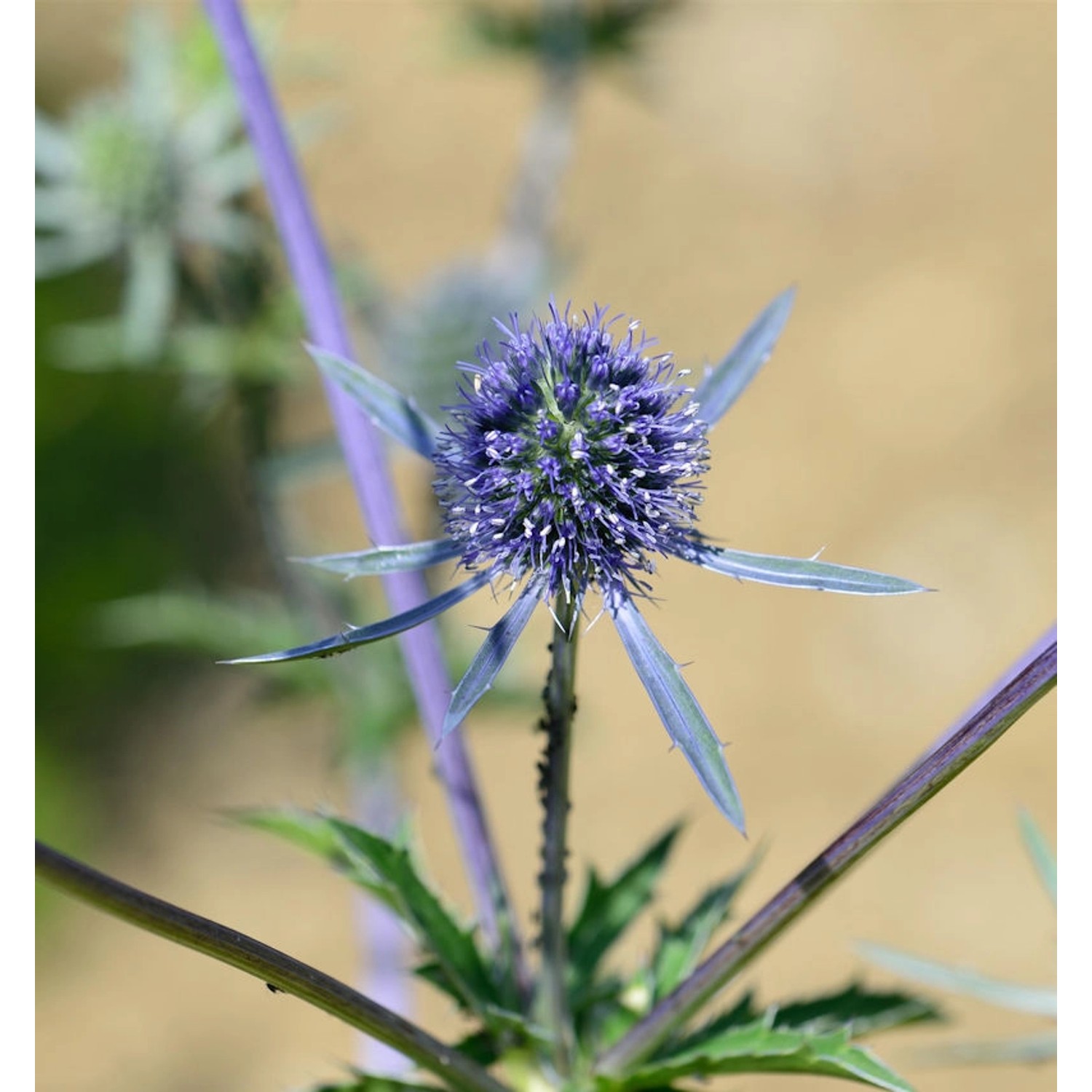 Blaue Edeldistel Blaukappe - Eryngium planum günstig online kaufen