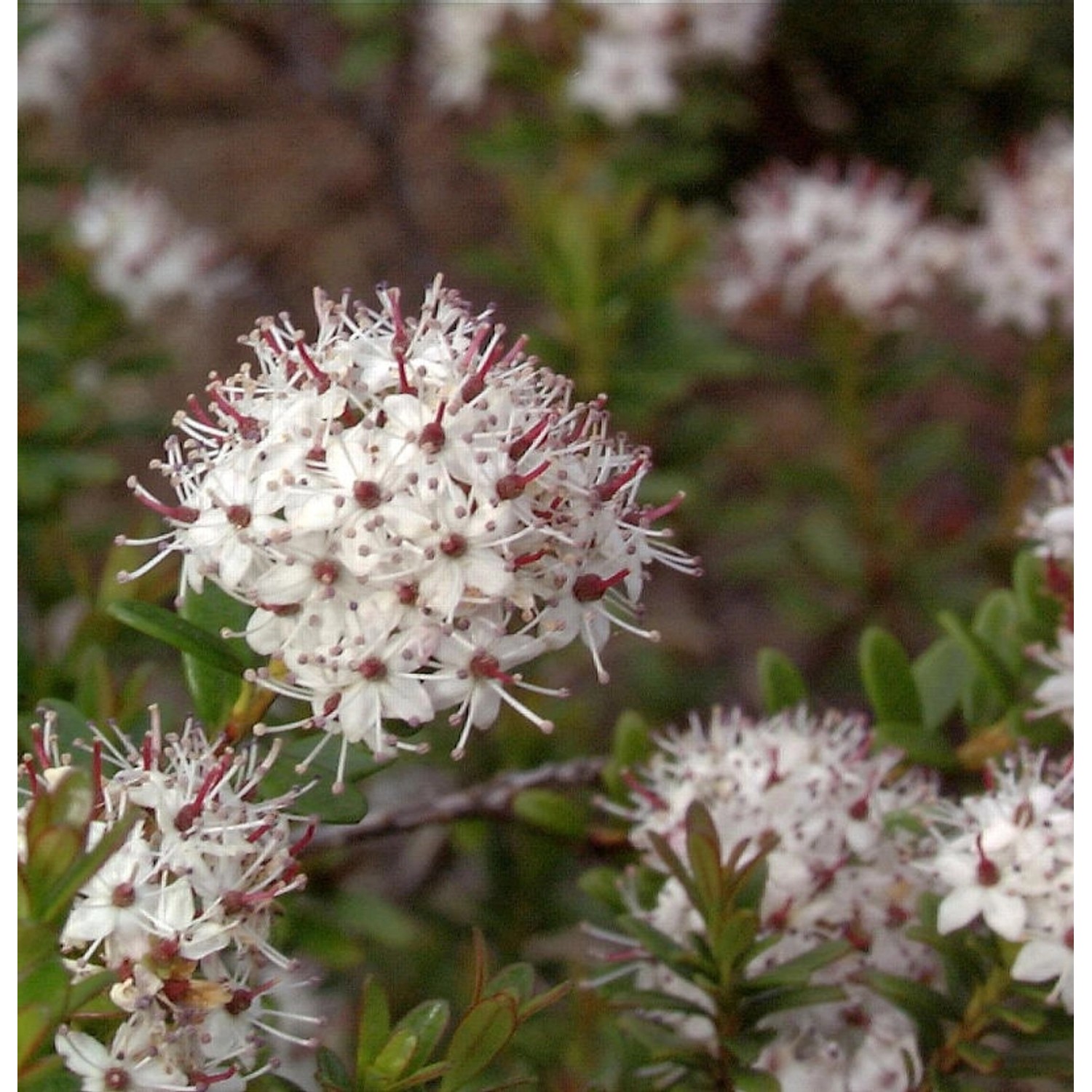 Sandmyrte 20-25cm - Leiophyllum buxifolium günstig online kaufen