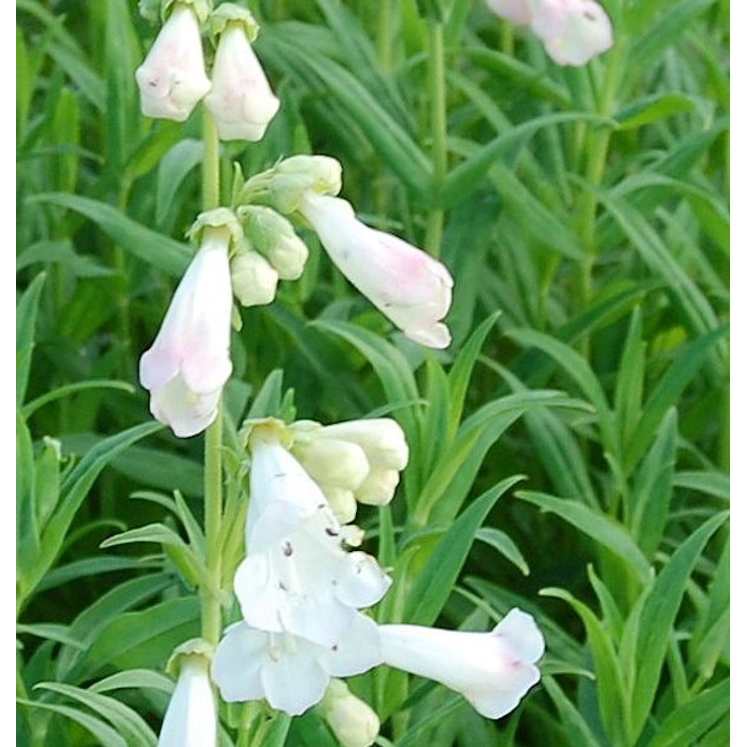 Bartfaden White Bedder - Penstemon Hybrid günstig online kaufen