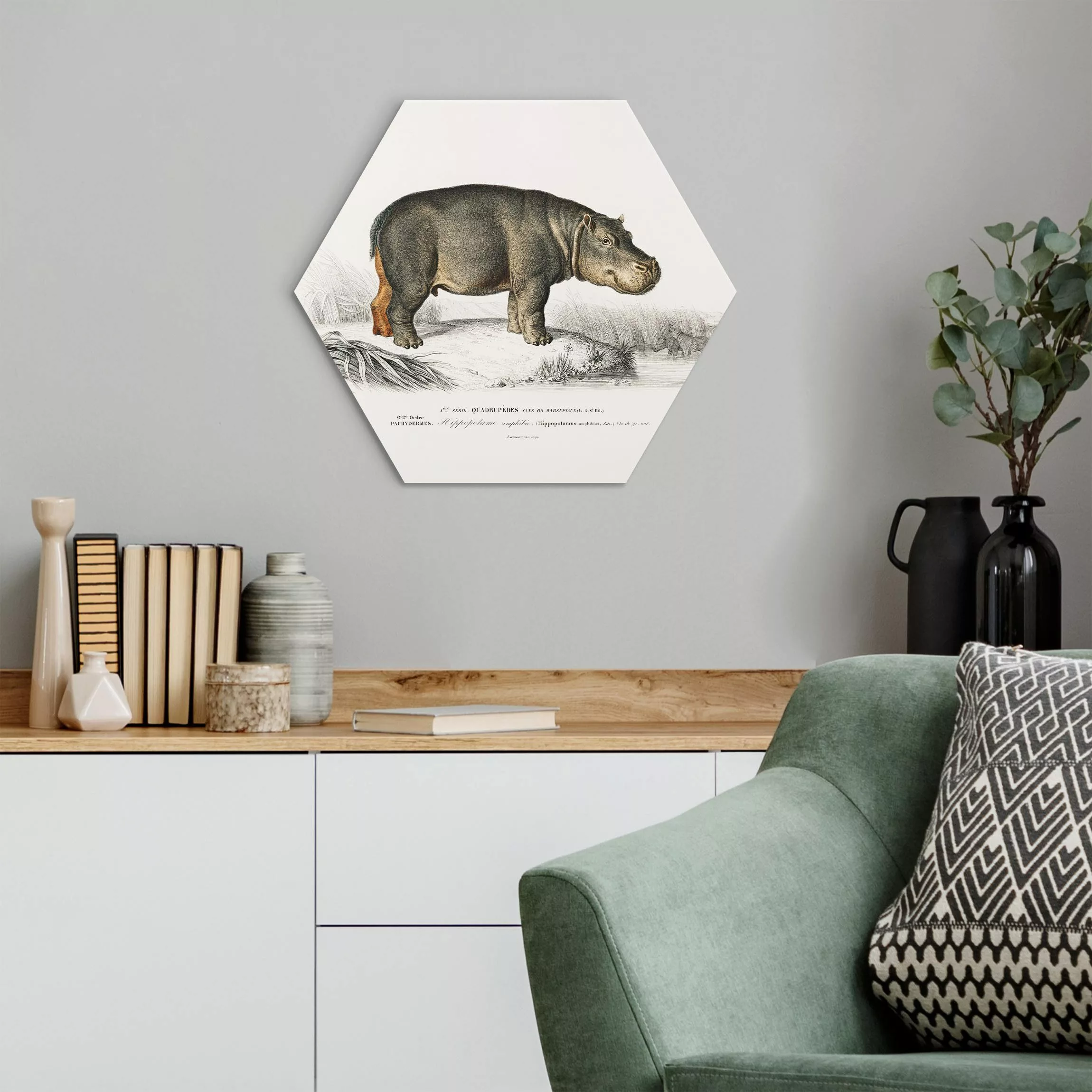 Hexagon-Alu-Dibond Bild Vintage Lehrtafel Nilpferd günstig online kaufen